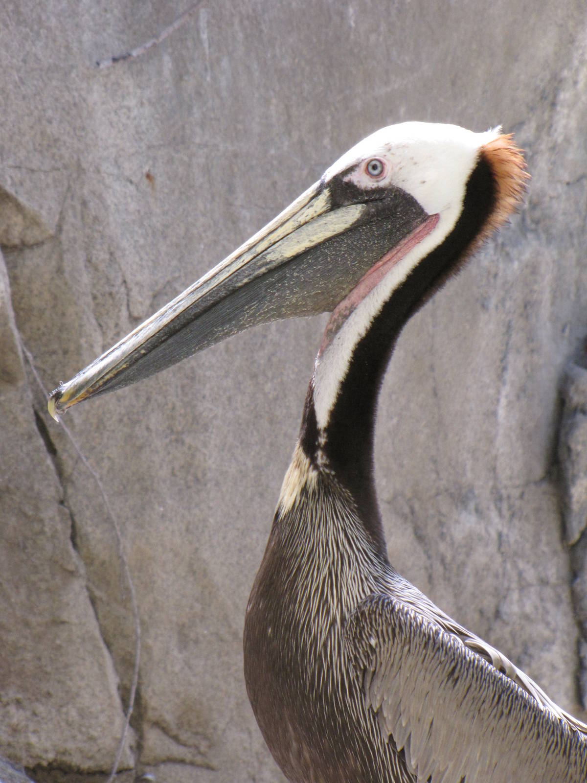 California Brown Pelican