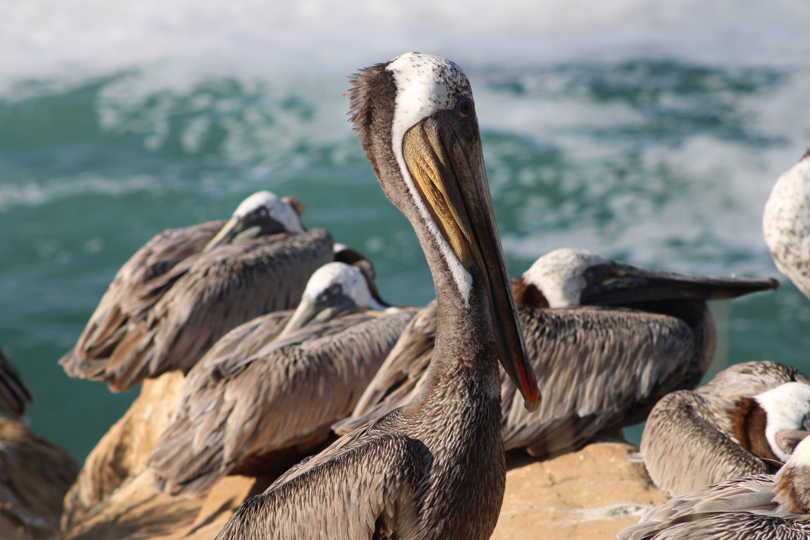 California Brown Pelicans (P. o. californicus)