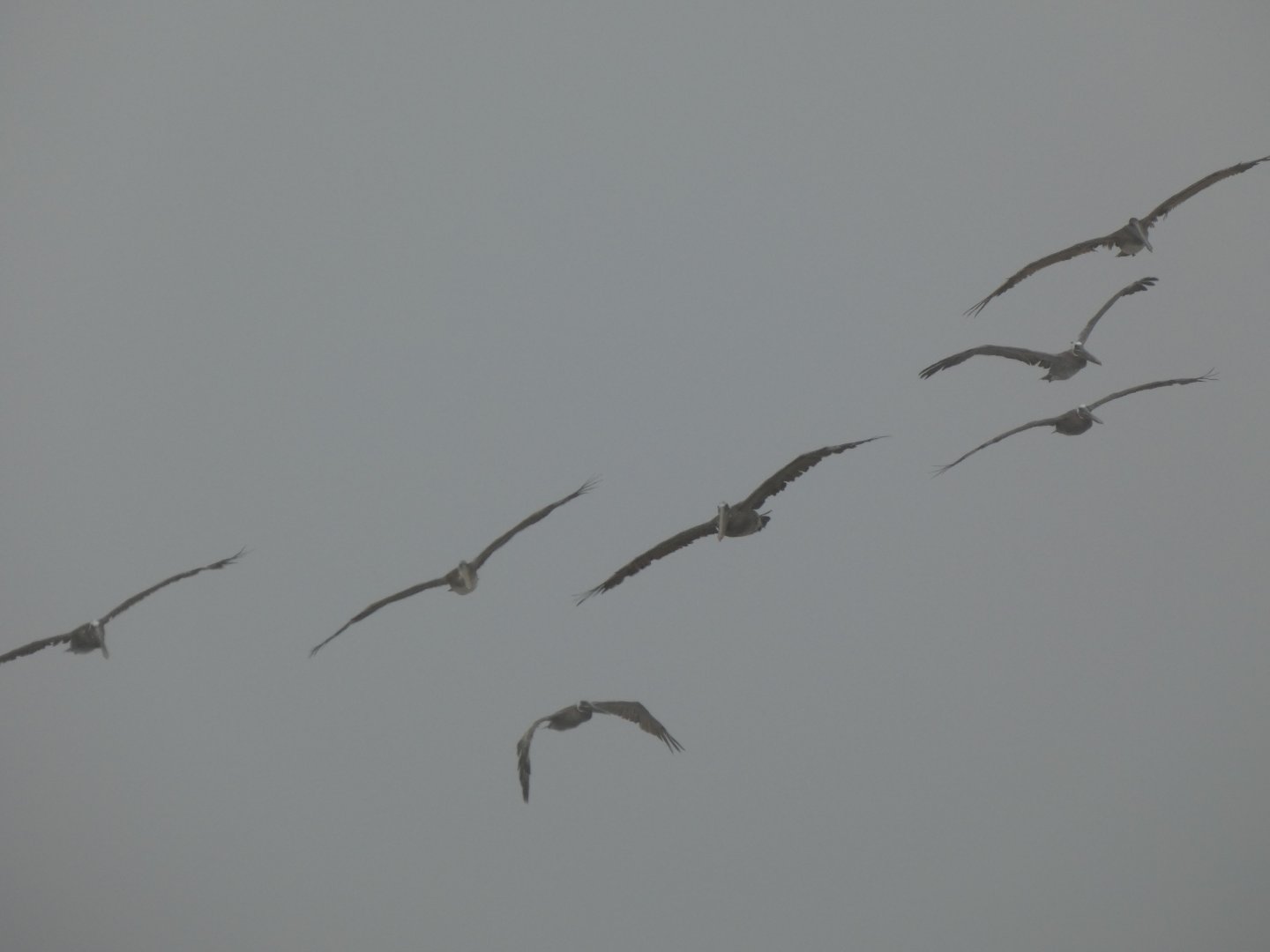 California brown pelicans
