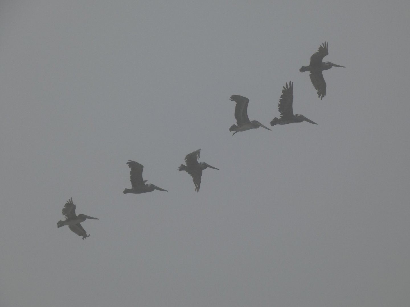 California brown pelicans