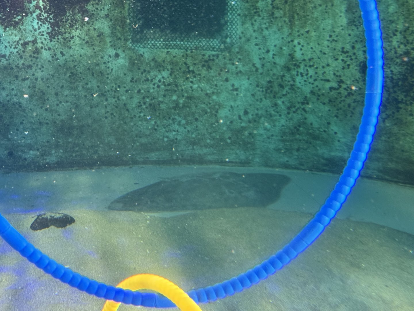 California butterfly ray (Gymnura marmorata) with the La Jolla Sharks