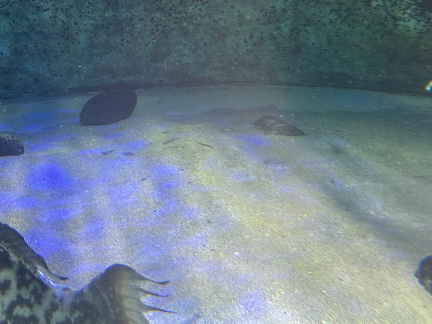 California Butterfly Ray