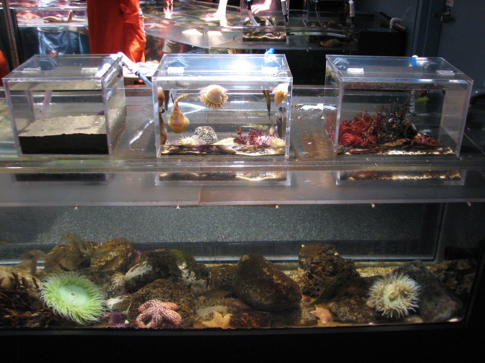 California Coast - Discovery Tidepool