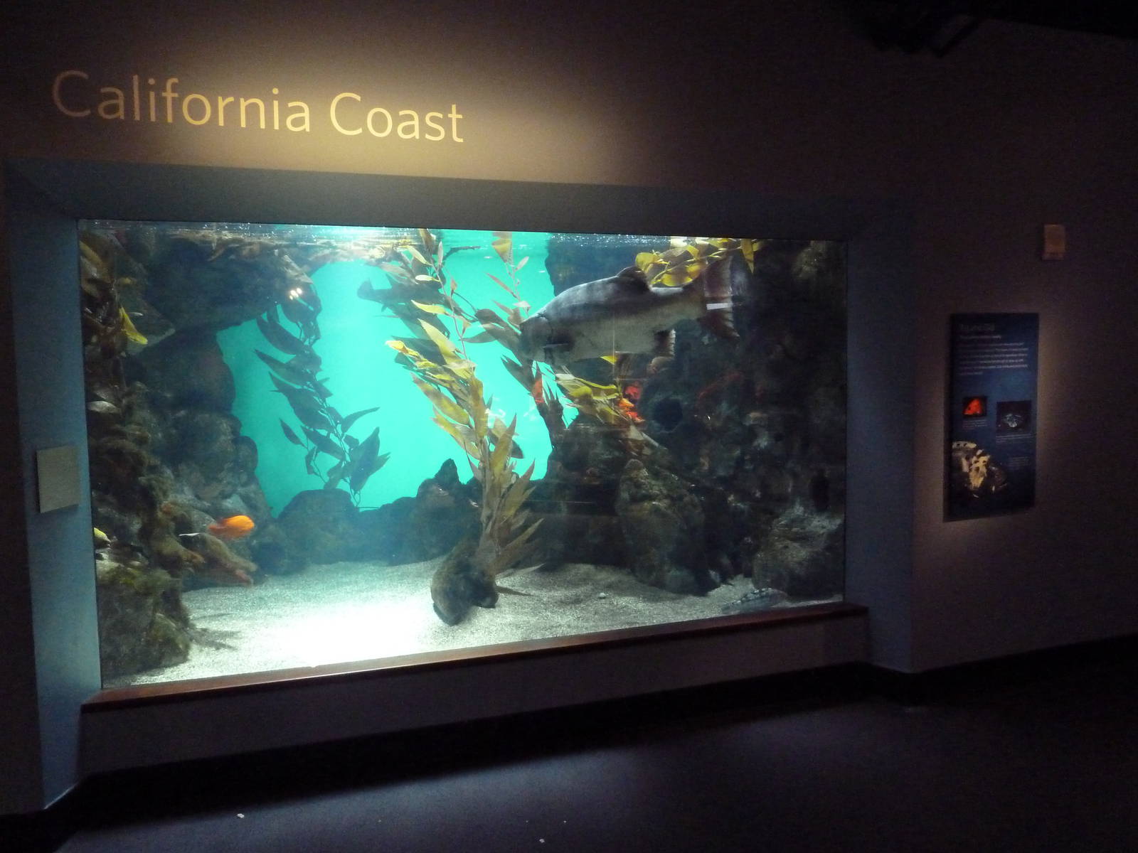 California Coast Exhibit