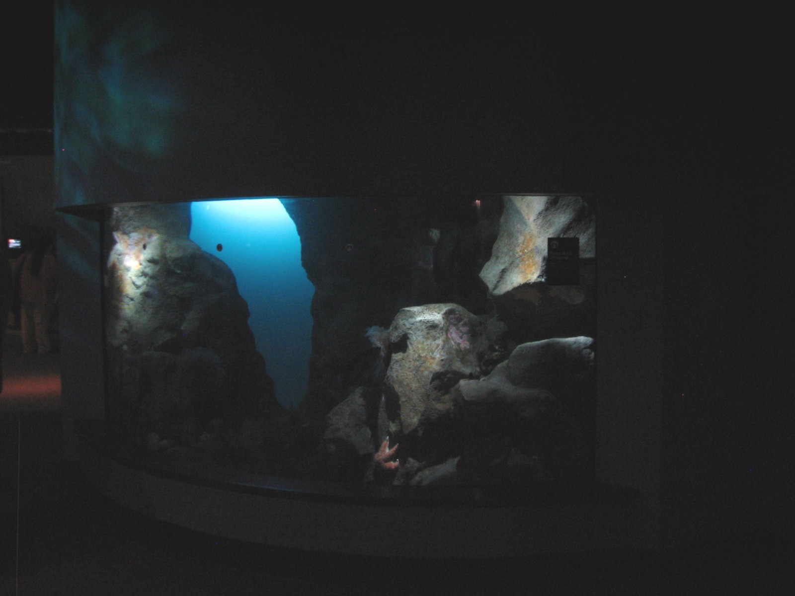 California Coast - Giant Pacific Octopus Exhibit