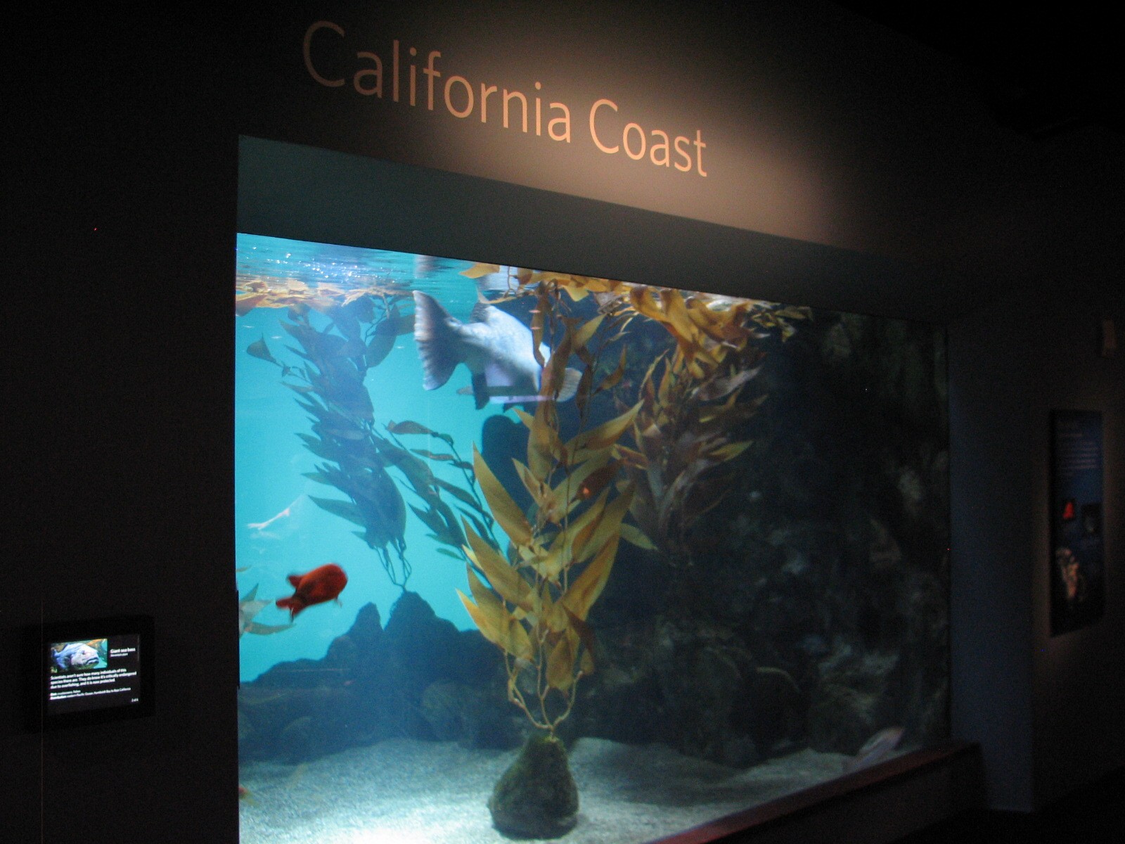 California Coast - Giant Seabass Exhibit
