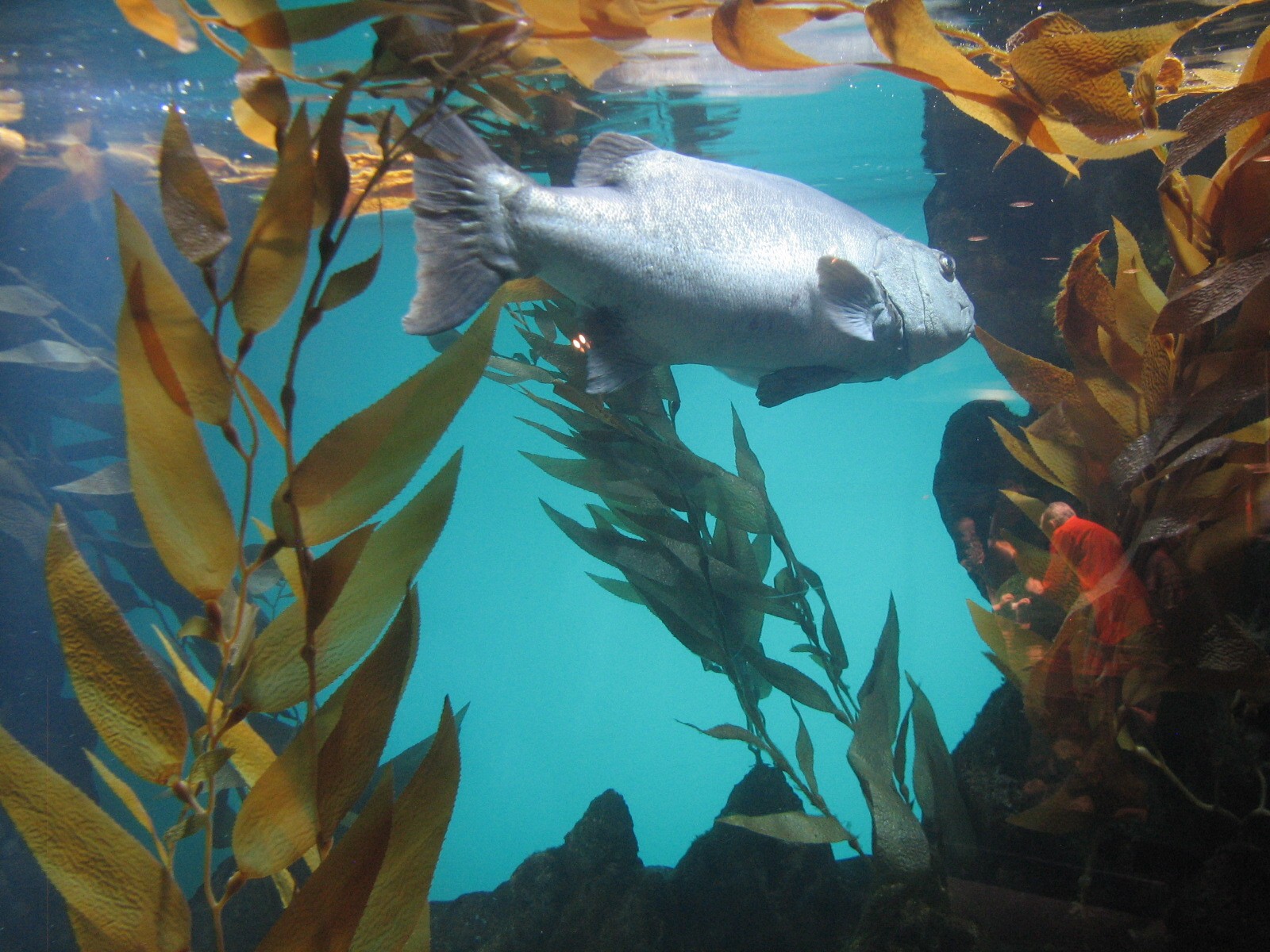 California Coast - Giant Seabass Exhibit