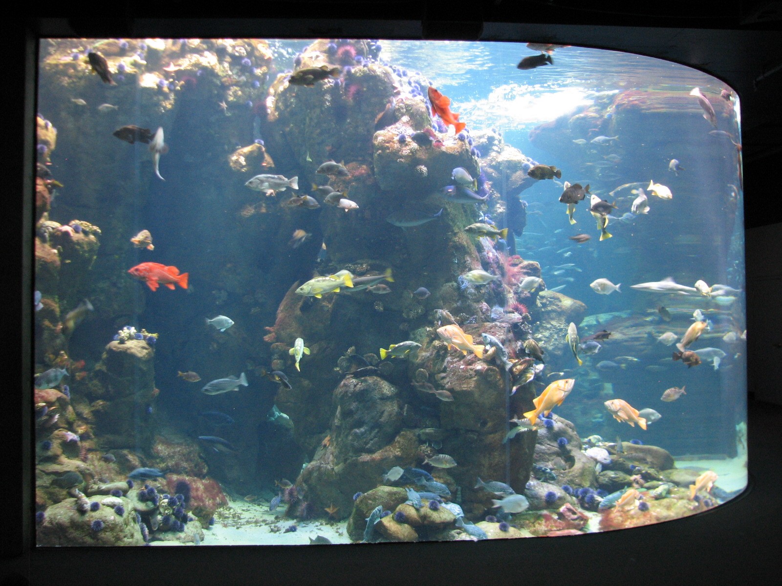 California Coast - Northern California Coast Main Tank