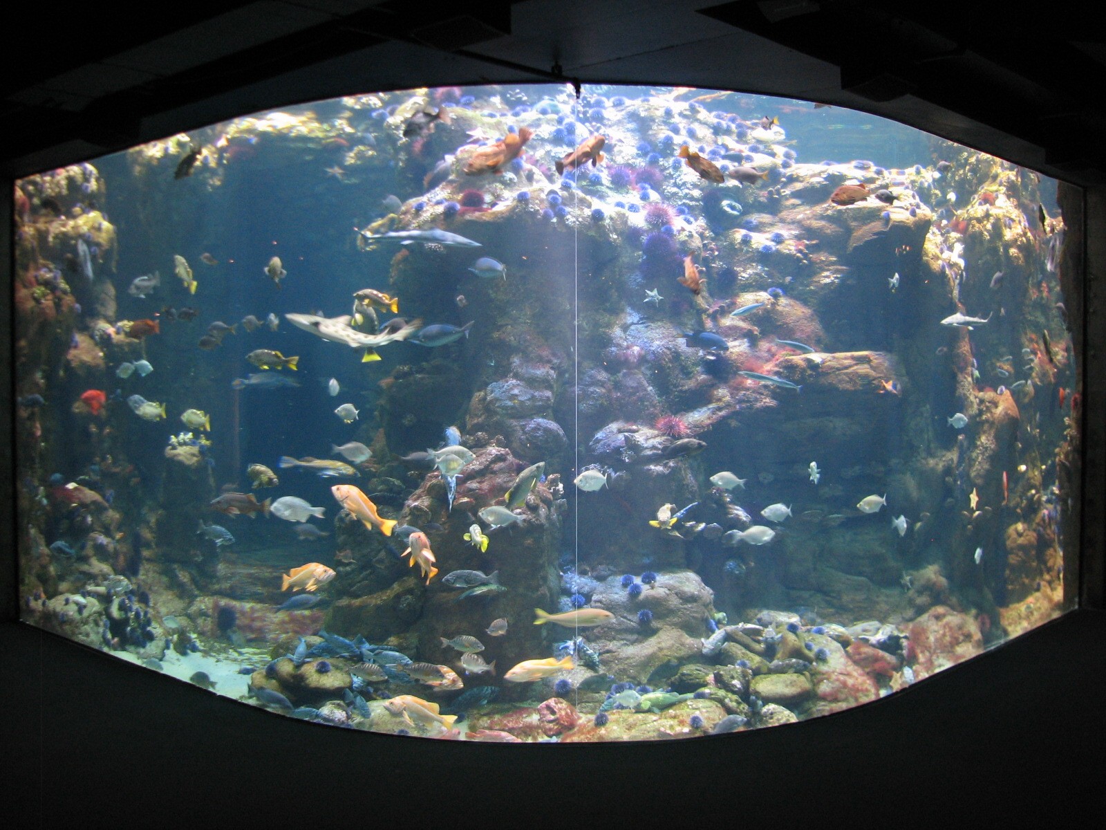 California Coast - Northern California Coast Main Tank