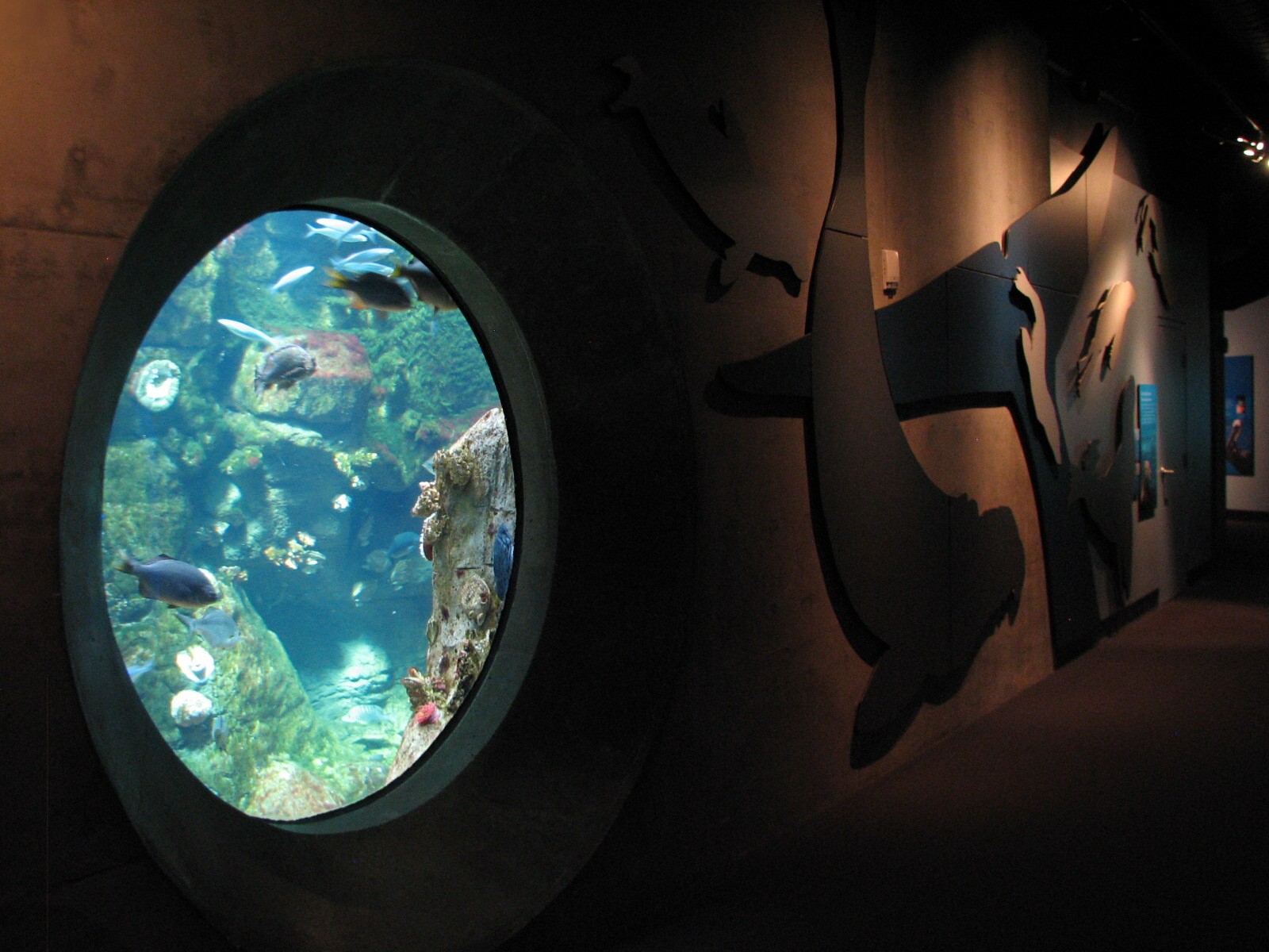 California Coast - Northern California Coast Main Tank