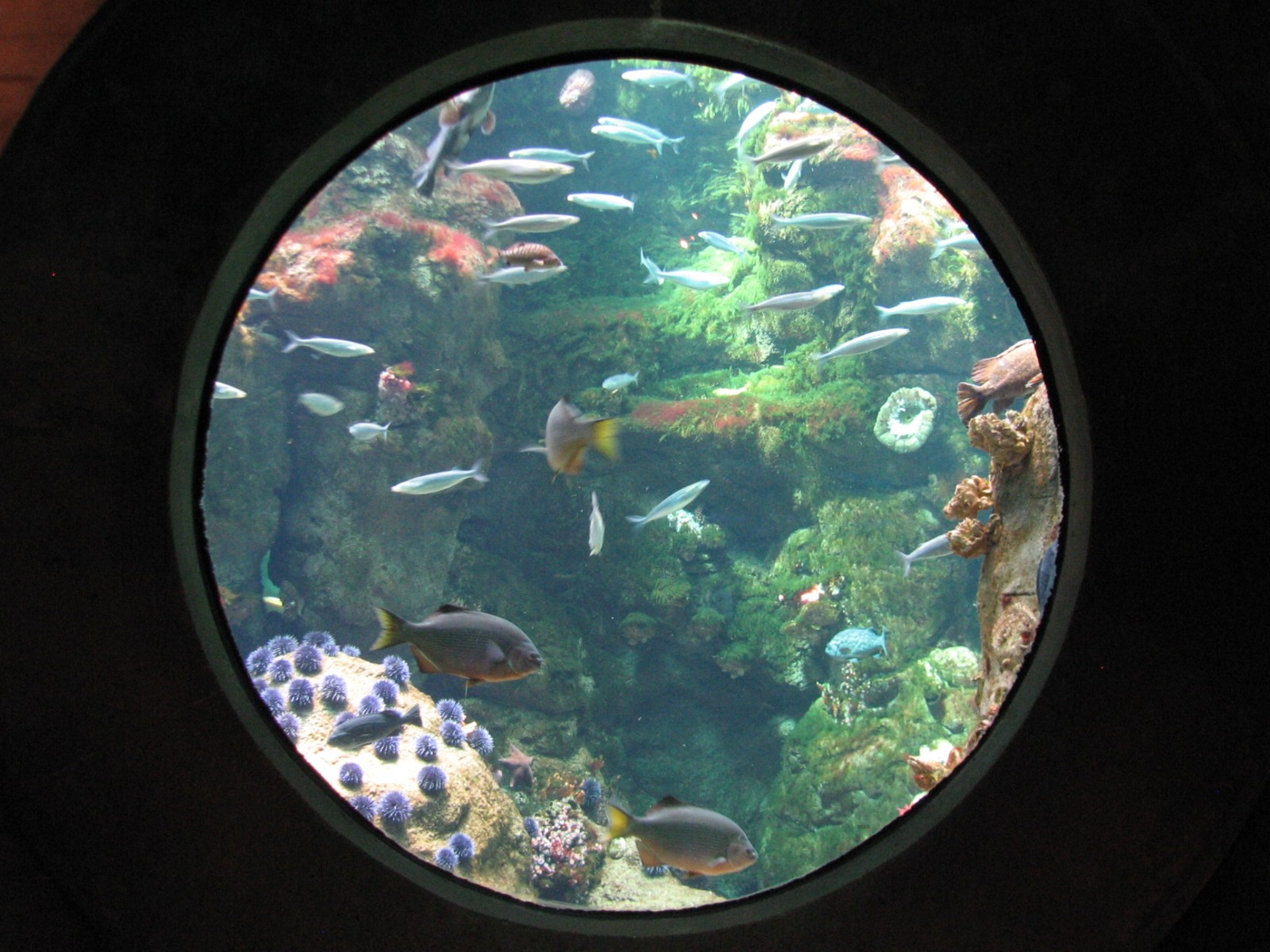 California Coast - Northern California Coast Main Tank