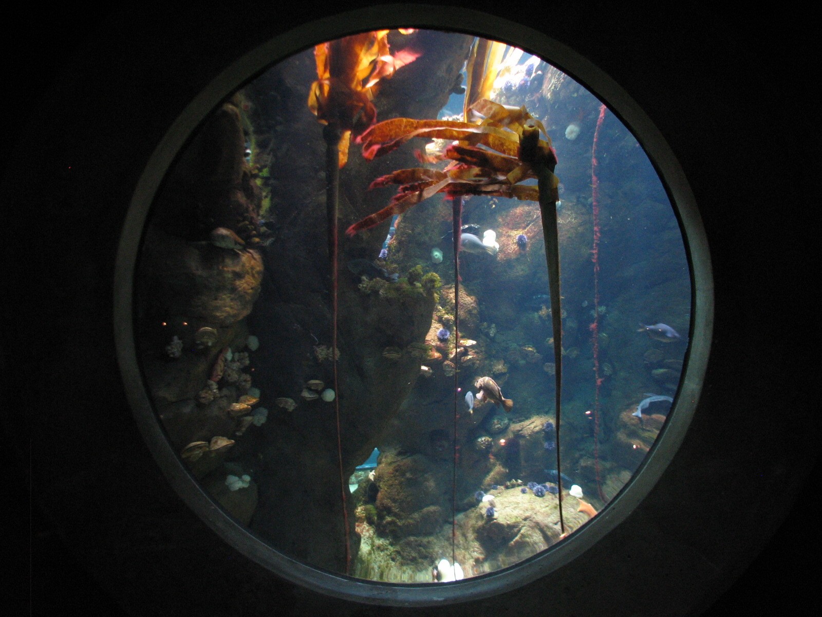 California Coast - Northern California Coast Main Tank