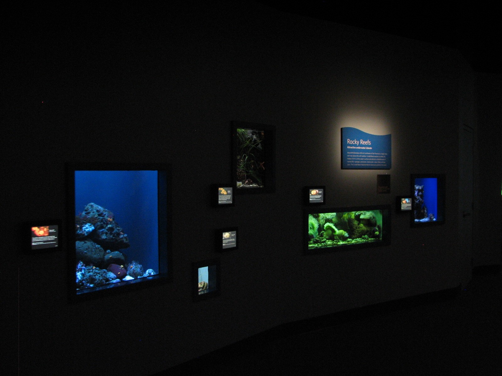 California Coast - Rocky Reefs Exhibits