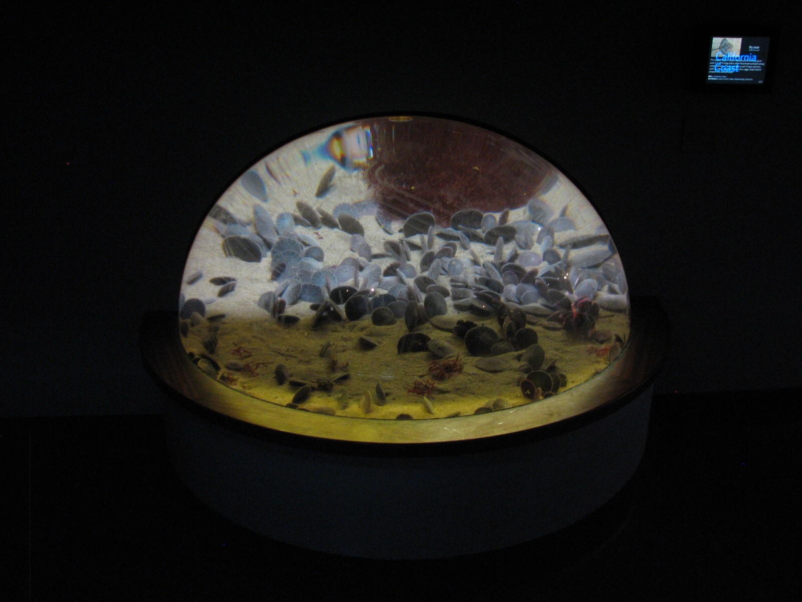 California Coast - Sand Dollar Exhibit