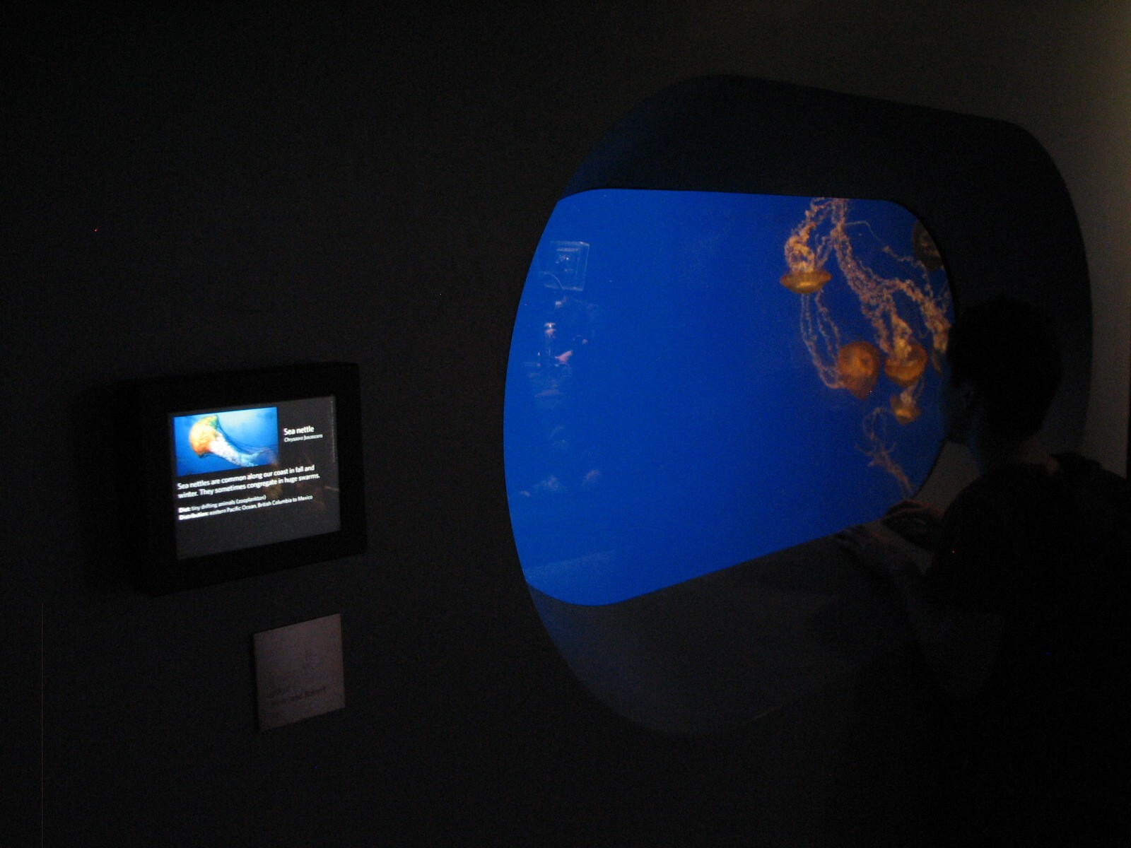 California Coast - Sea Nettle Exhibit