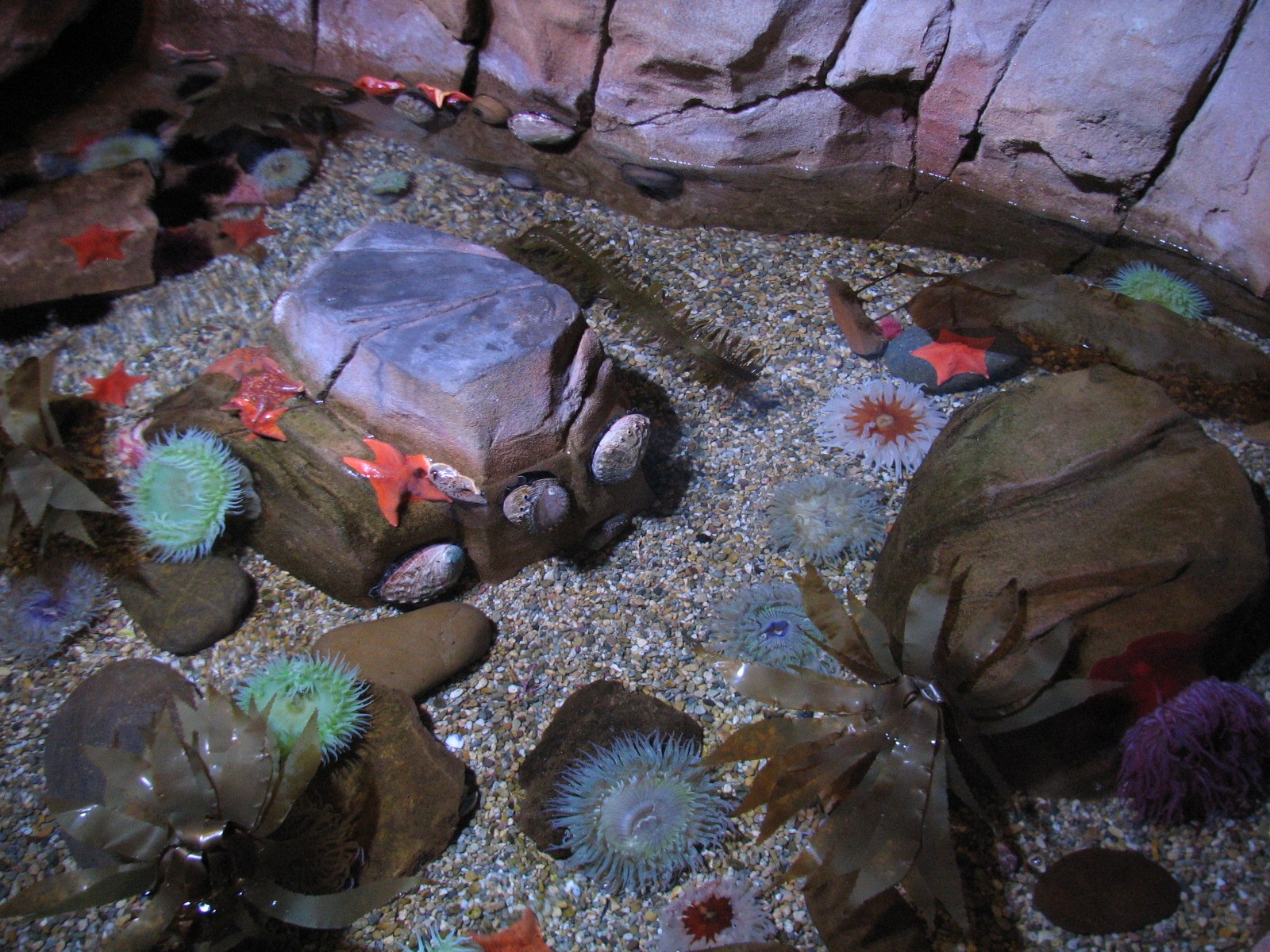 California Coast - Tide Pool Exhibit
