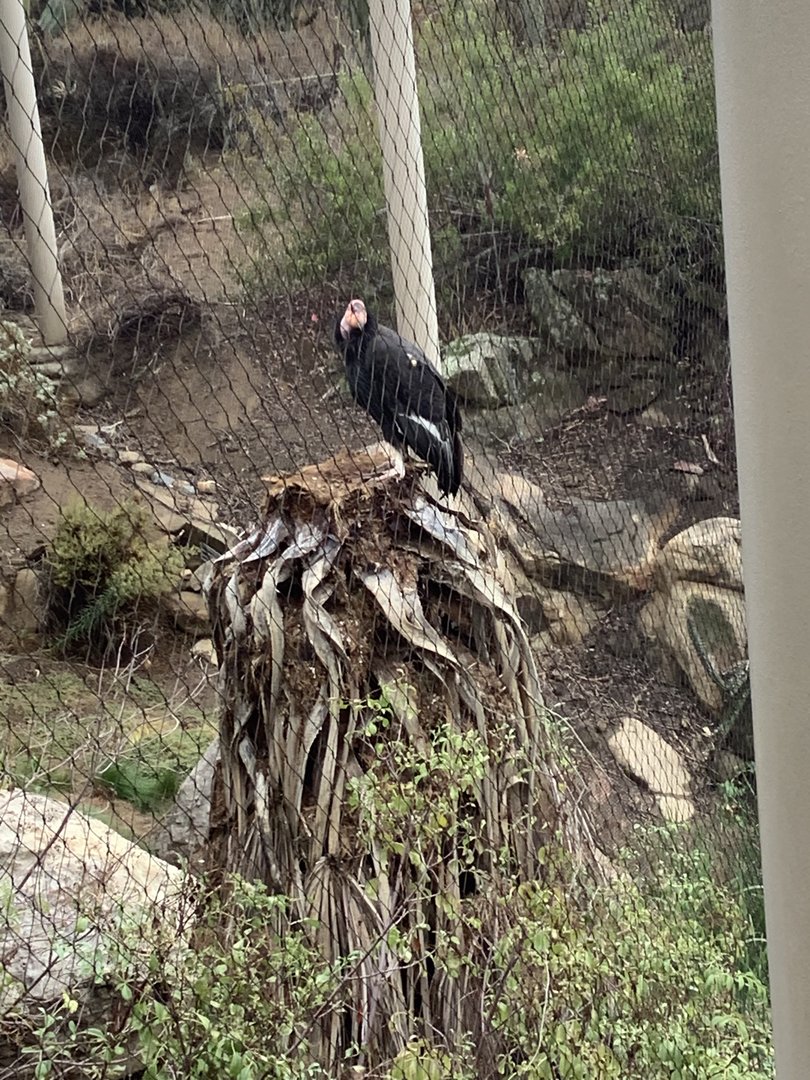 California Condor 10/9/21