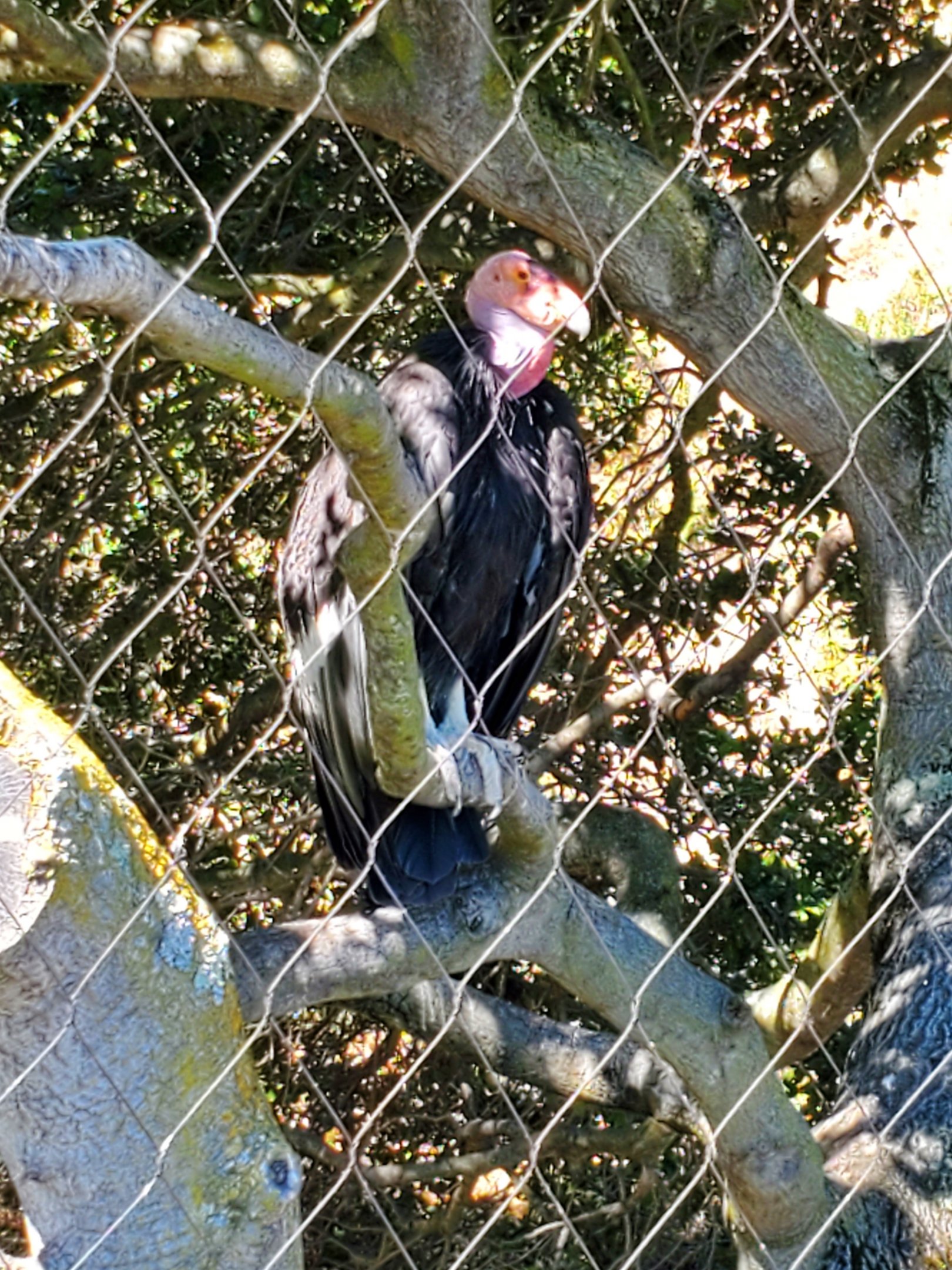 California Condor - 10 Jun 2022