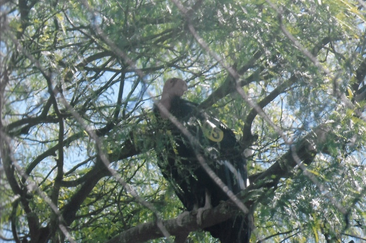 California condor 2016