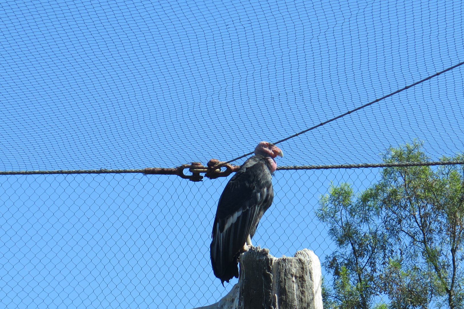 California Condor(8/23/2024)