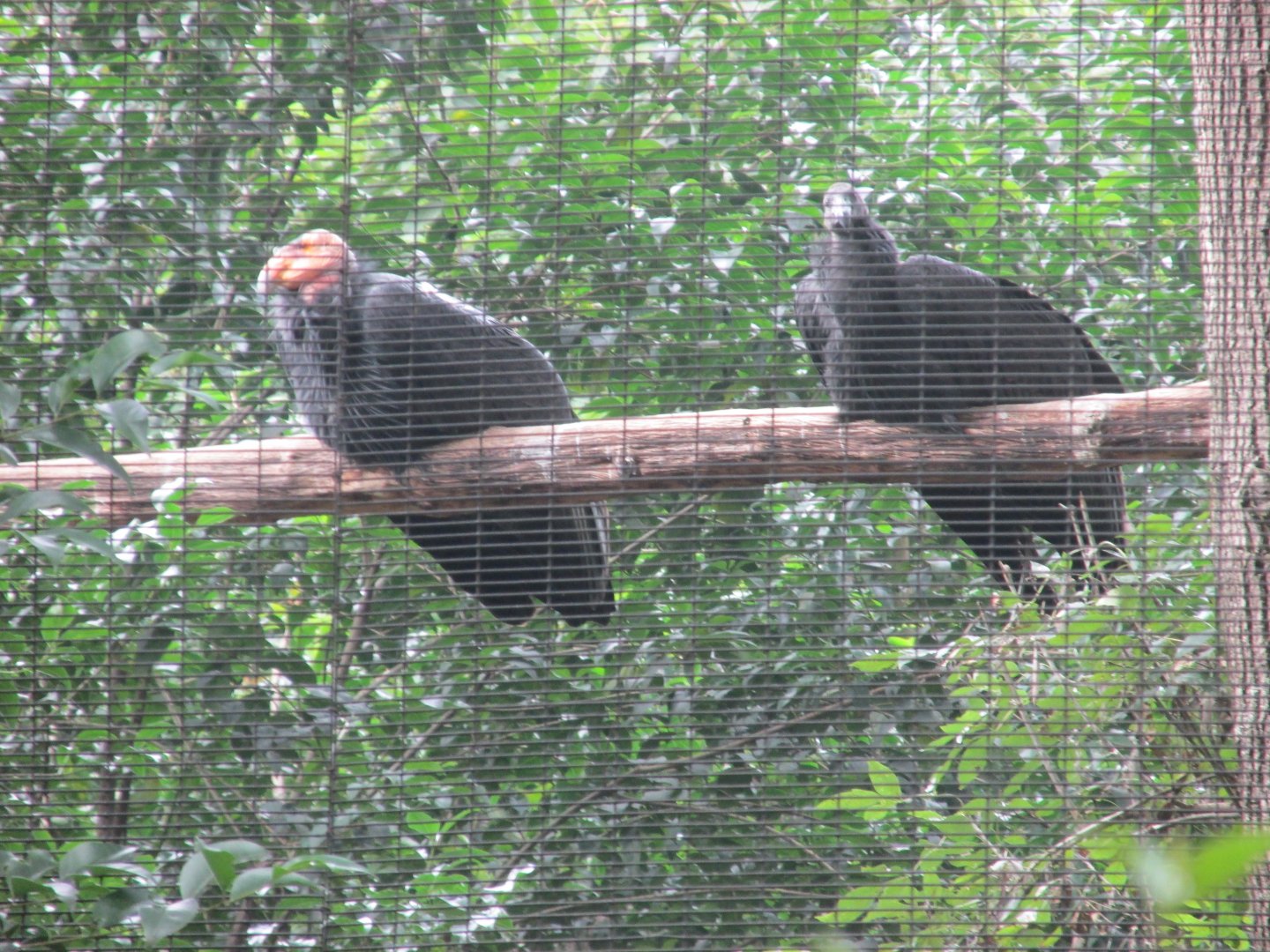 california condor adult and juvenile