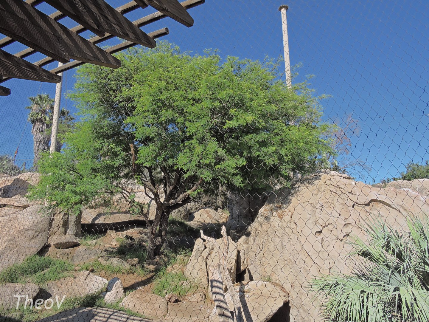 California condor aviary [2015]