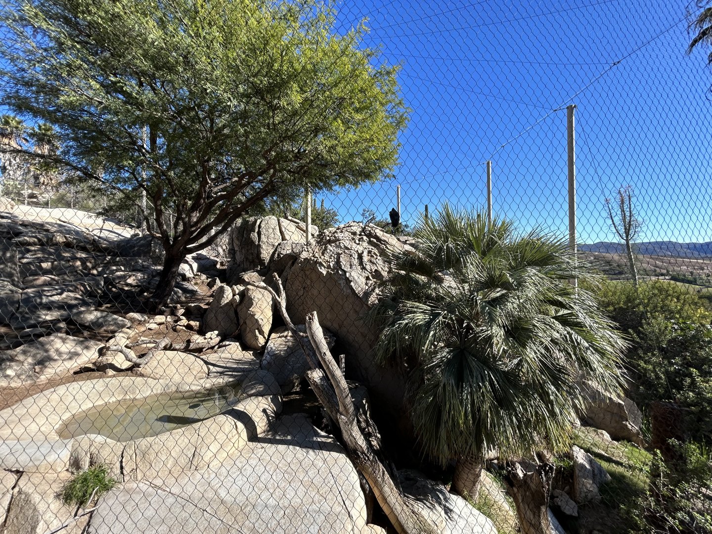 California Condor Aviary - Condor Ridge