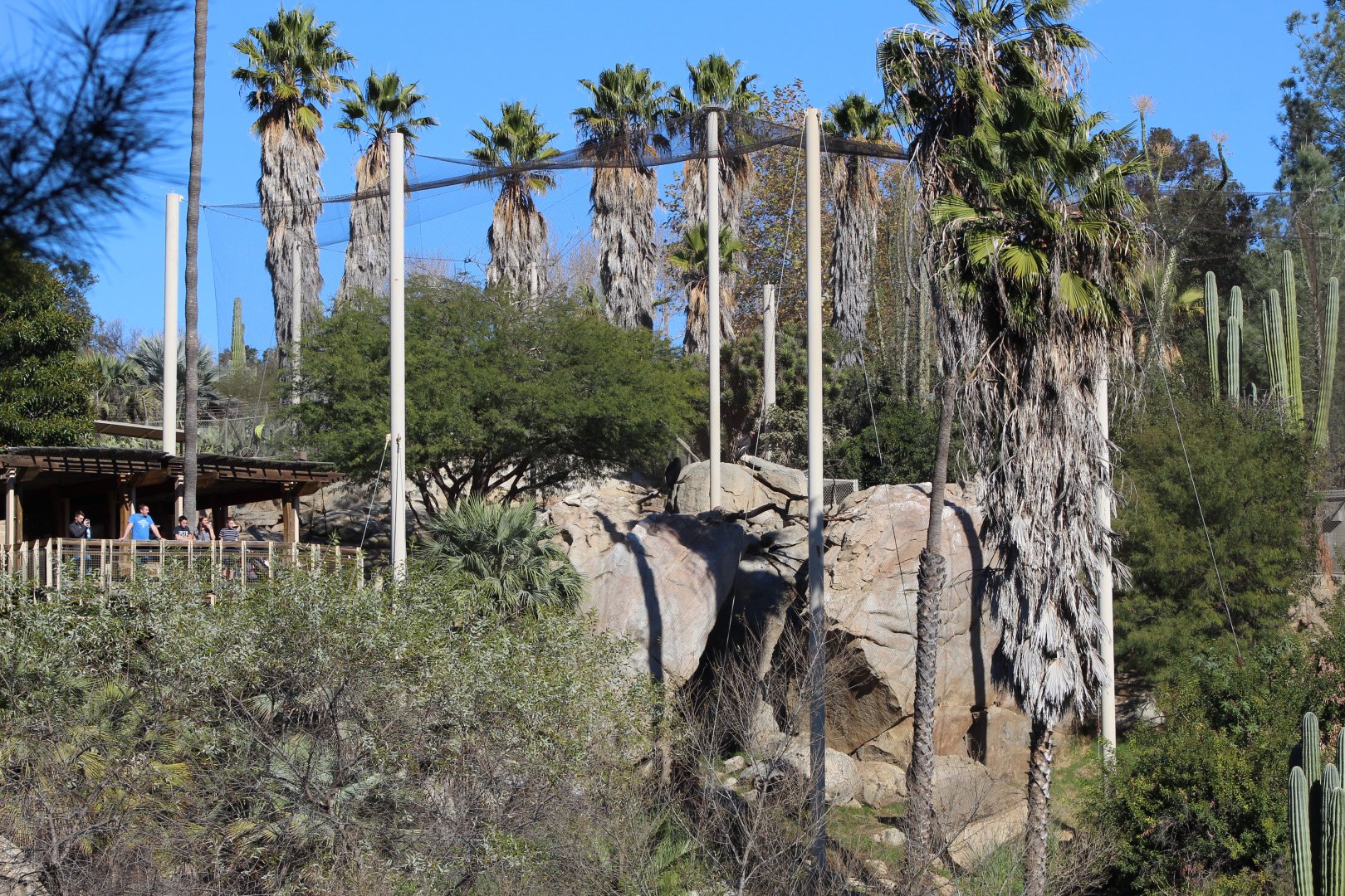 California Condor Aviary - Condor Ridge