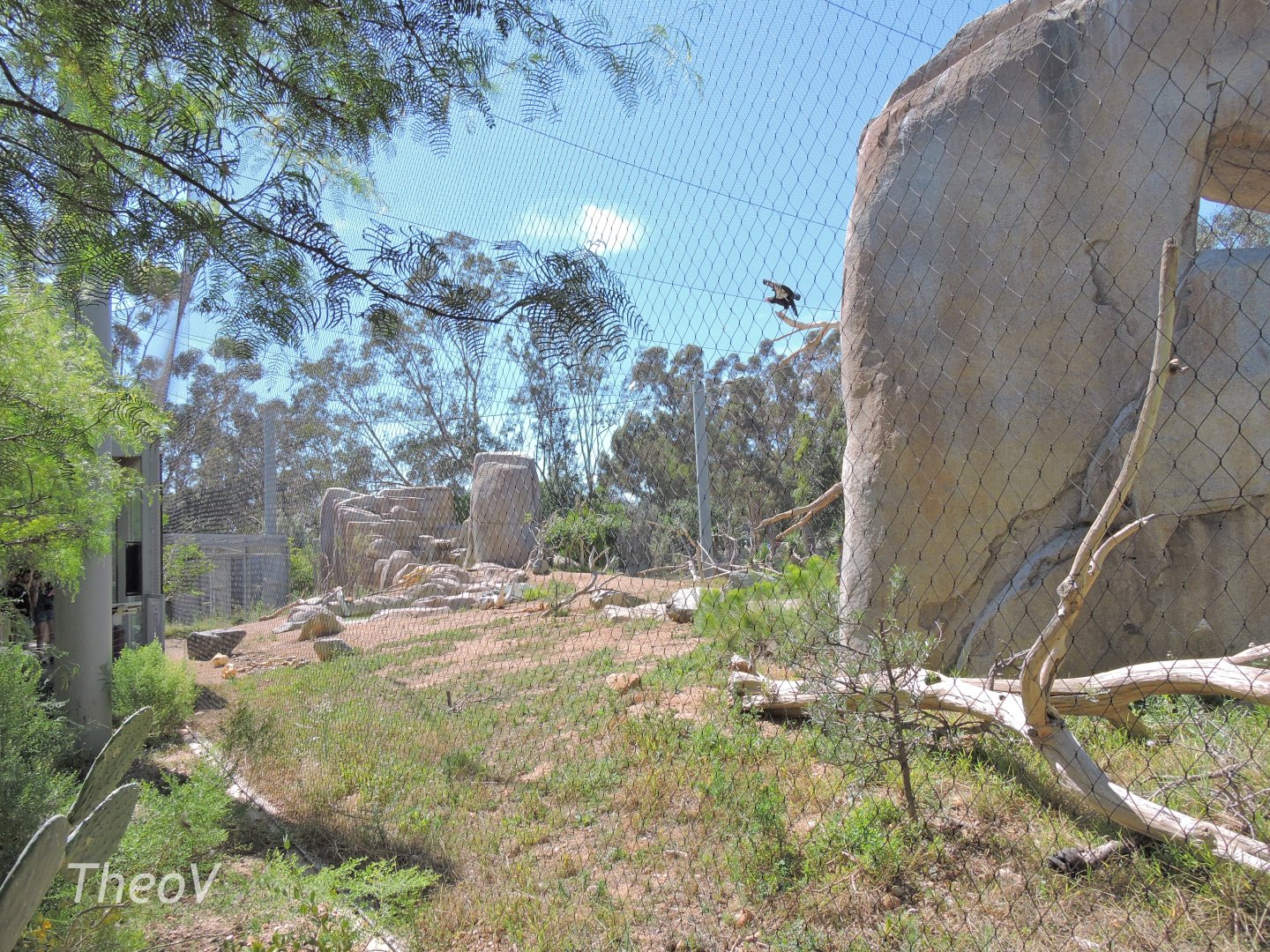 California condor aviary - Elephant Odyssey [2015]
