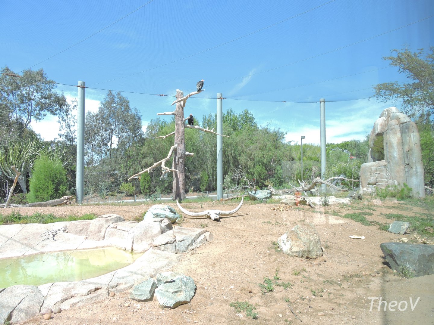California condor aviary - Elephant Odyssey [2015]