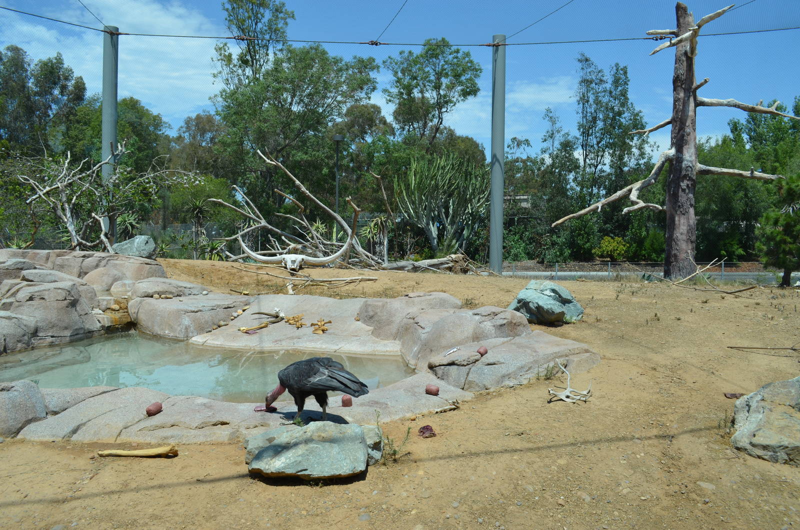 California Condor Aviary