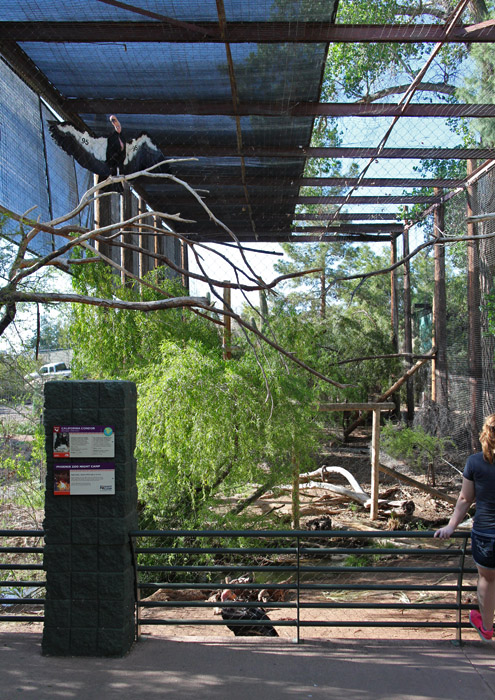 California condor aviary