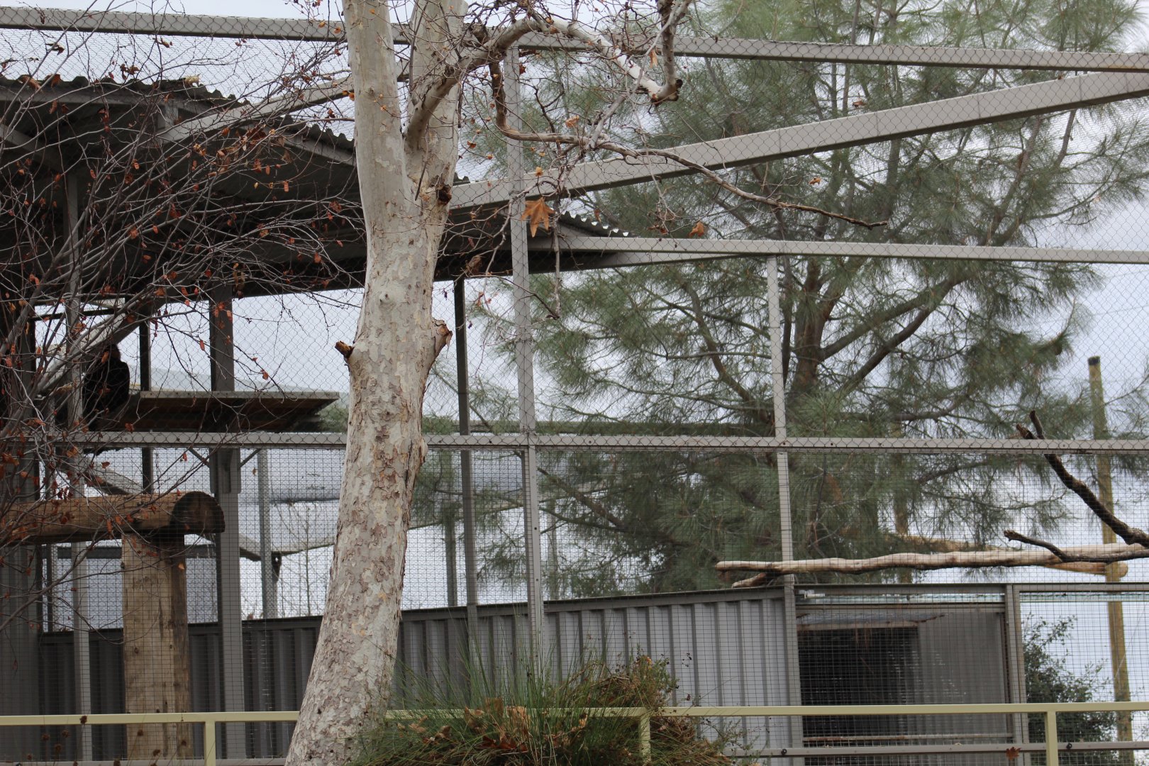 California Condor Aviary