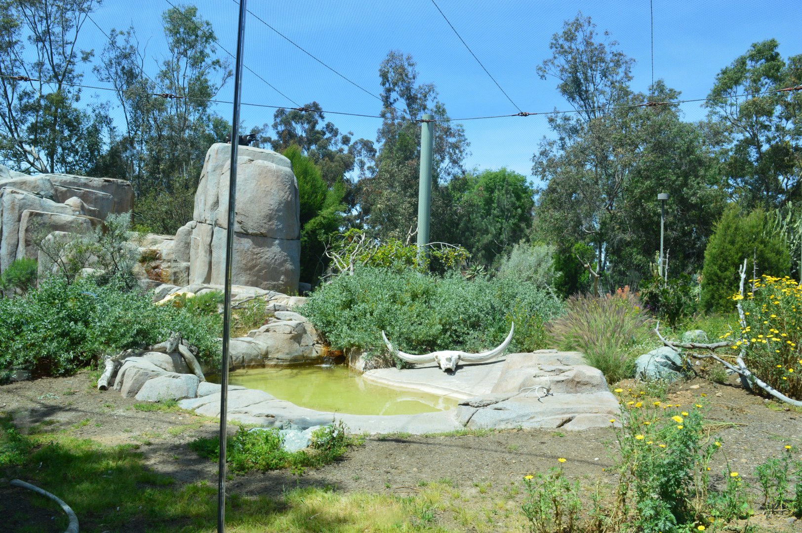 California Condor Aviary