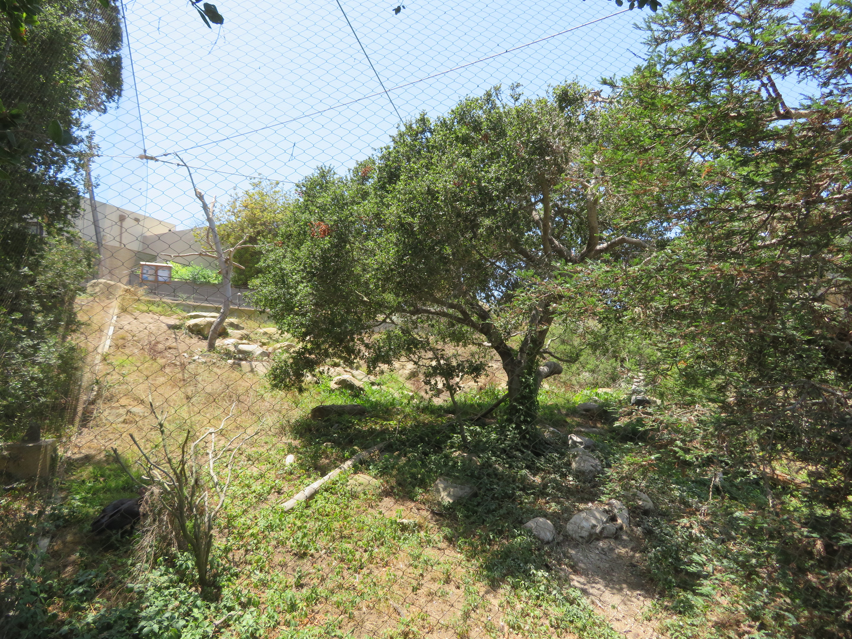 California Condor Aviary