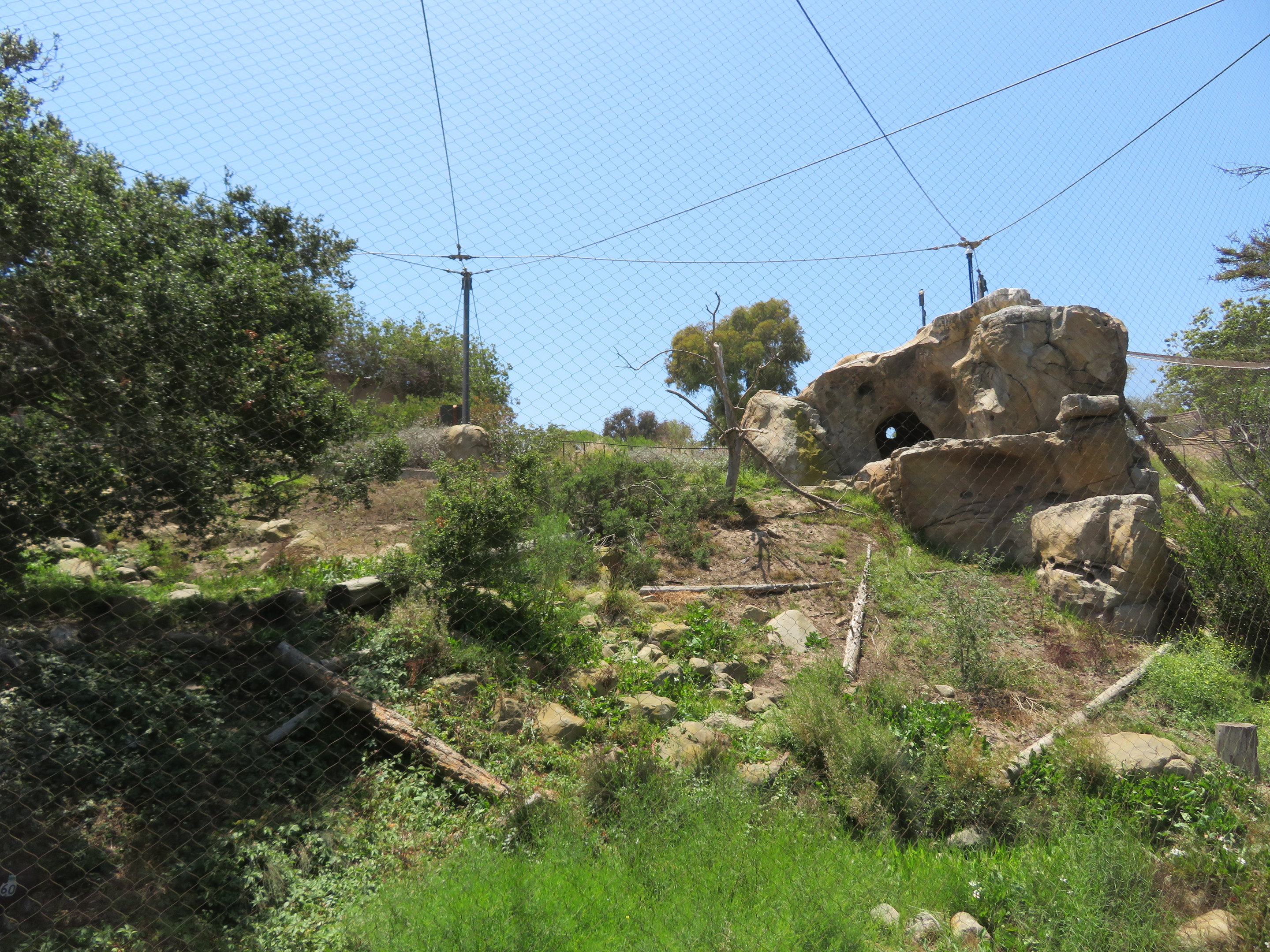 California Condor Aviary