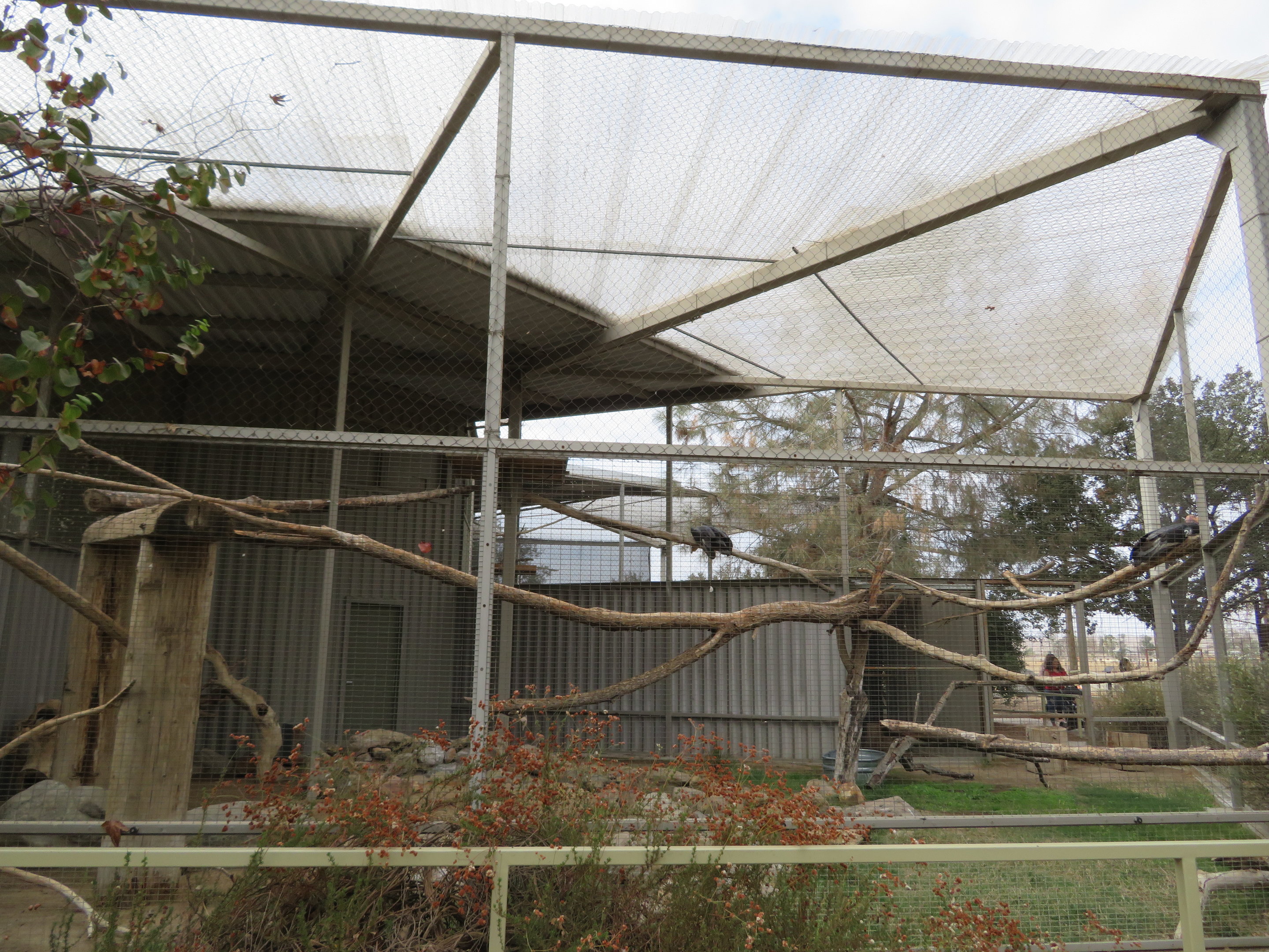 California Condor Aviary