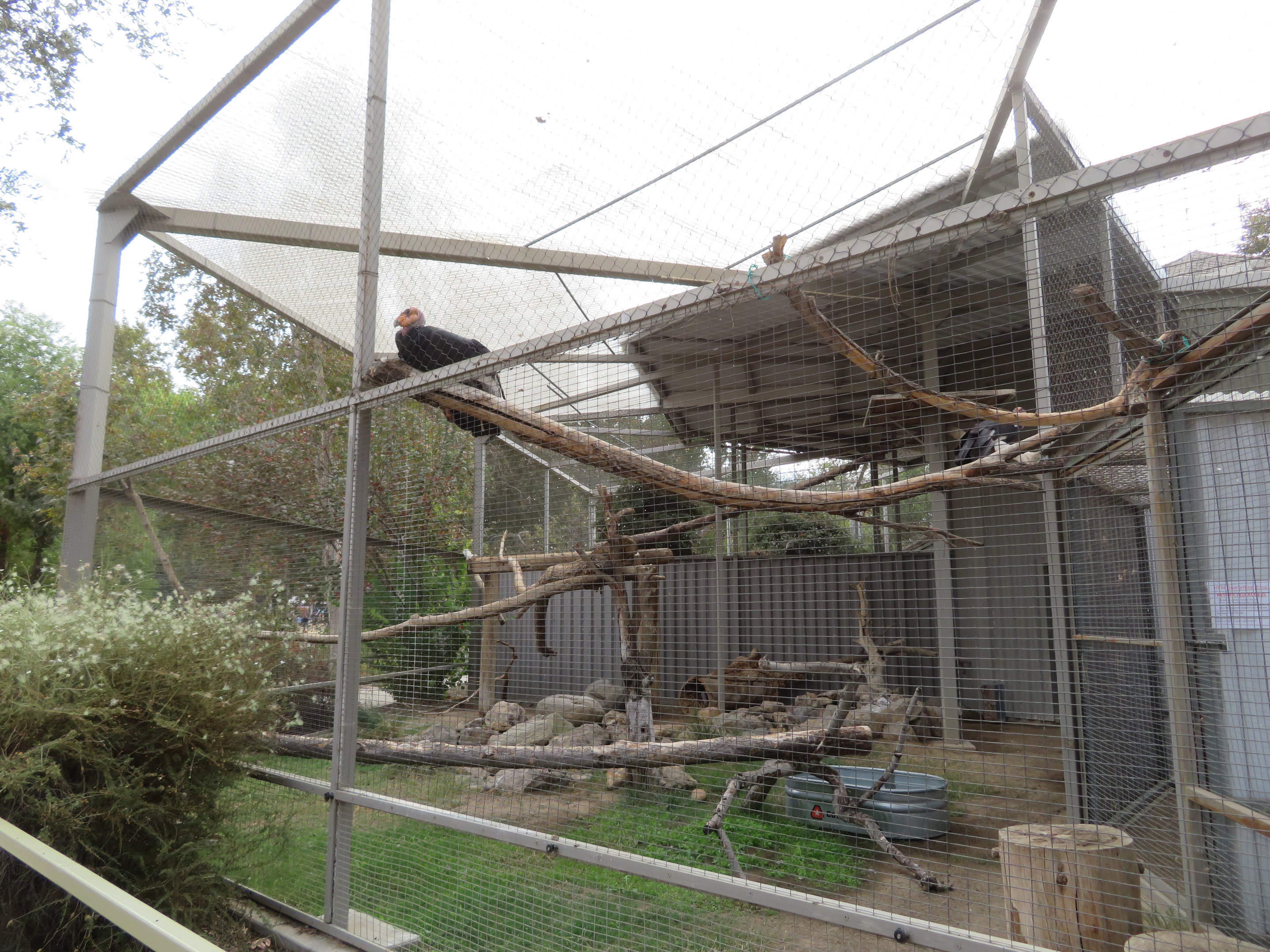 California Condor Aviary
