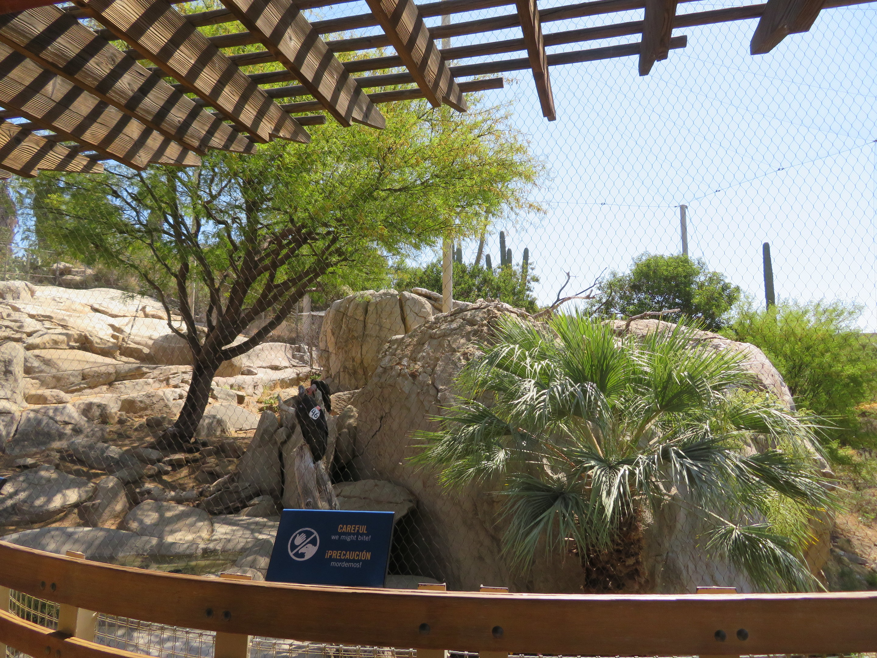 California Condor Aviary