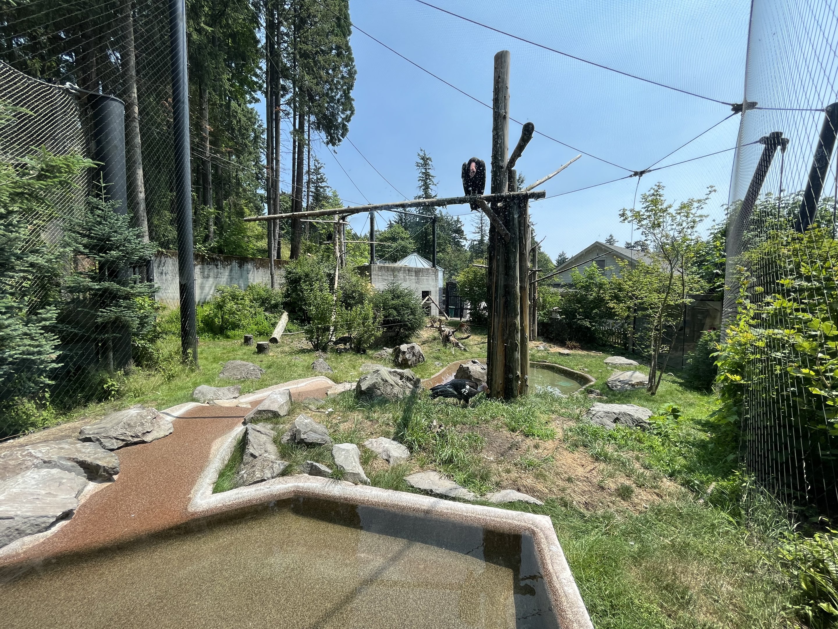 California Condor Aviary