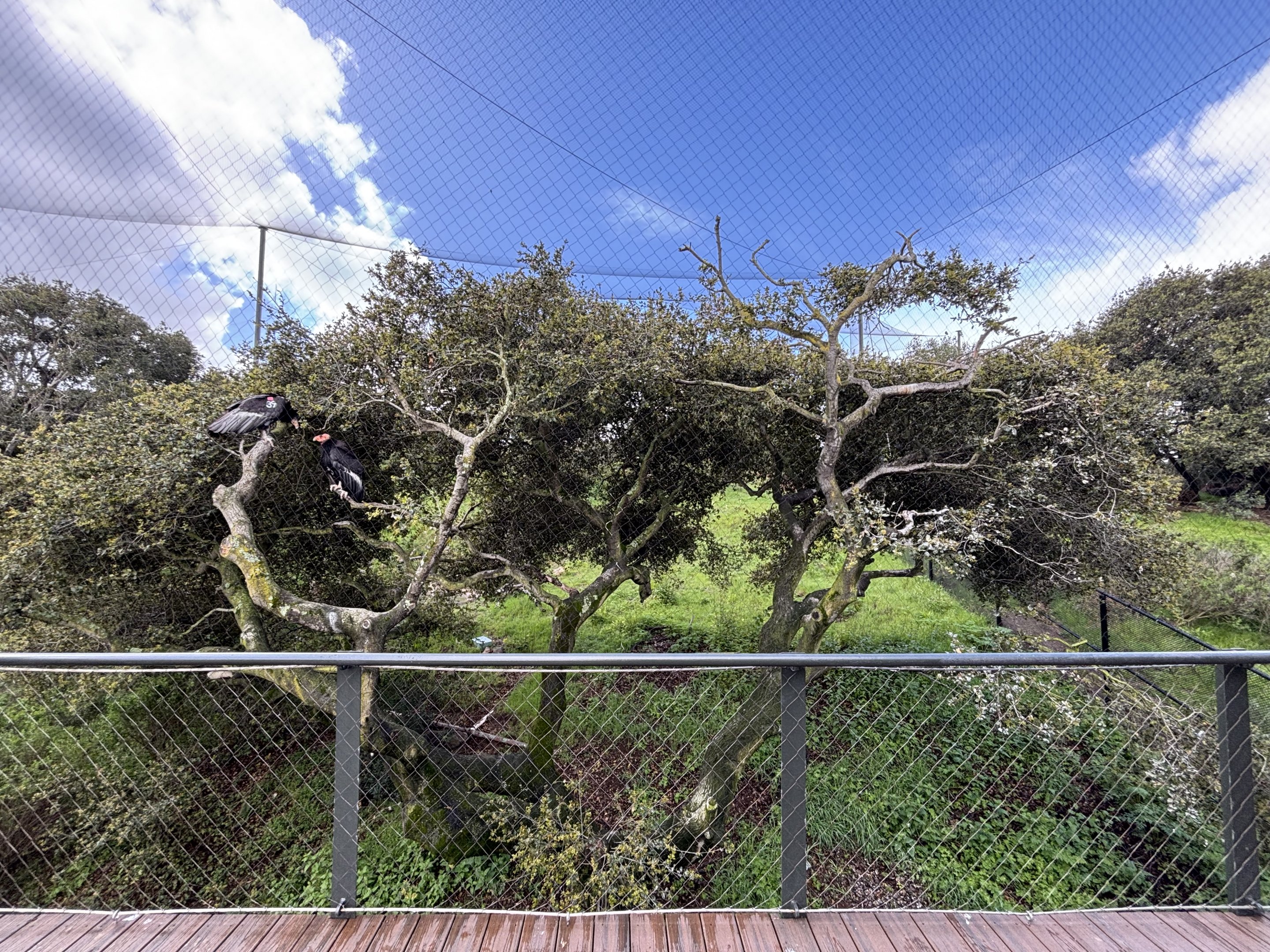 California Condor Aviary