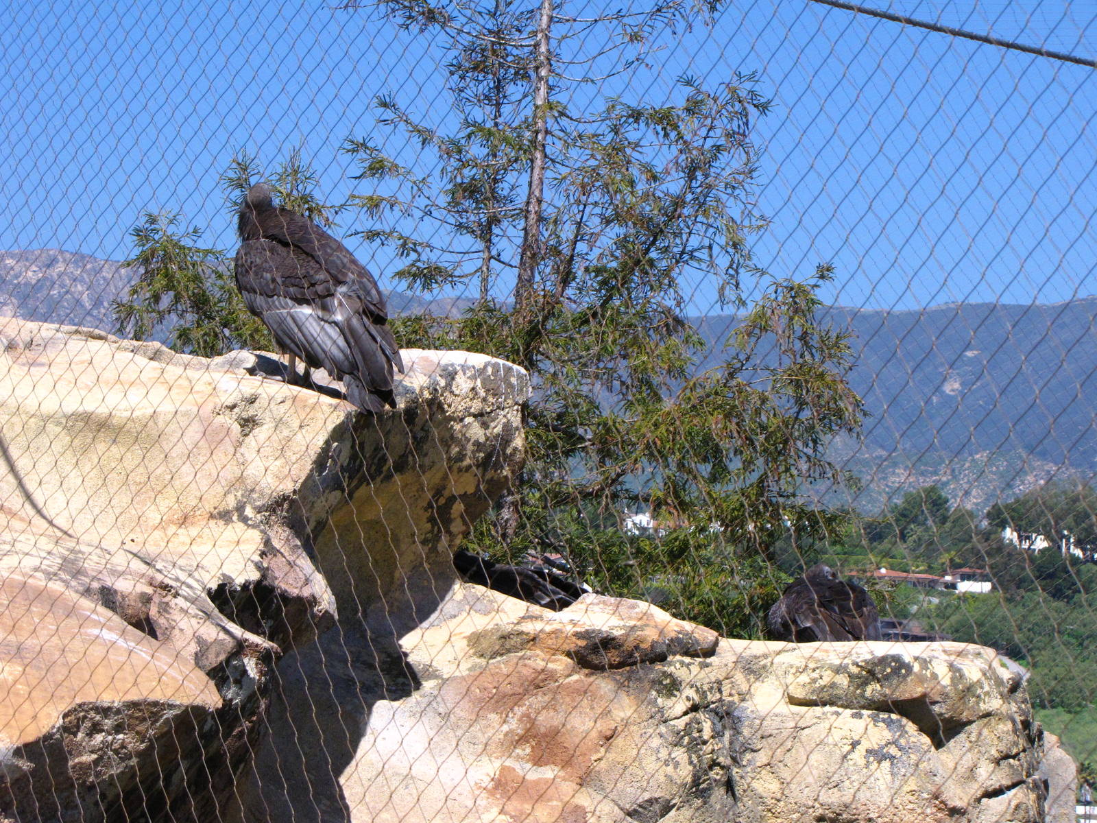 California Condor - California Trails