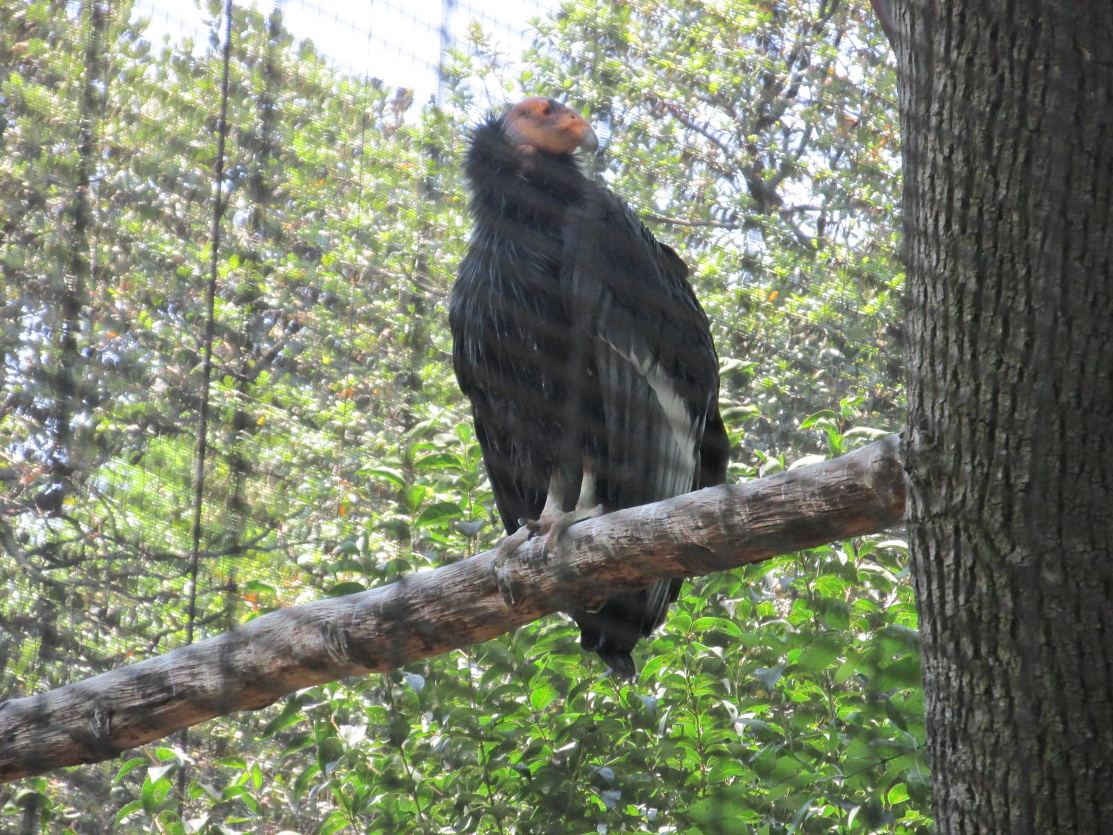 california condor chapultepec zoo