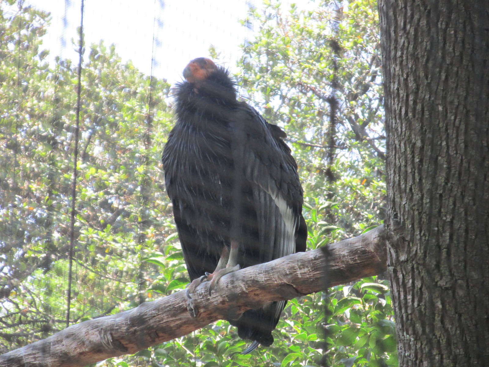 california condor chapultepec zoo
