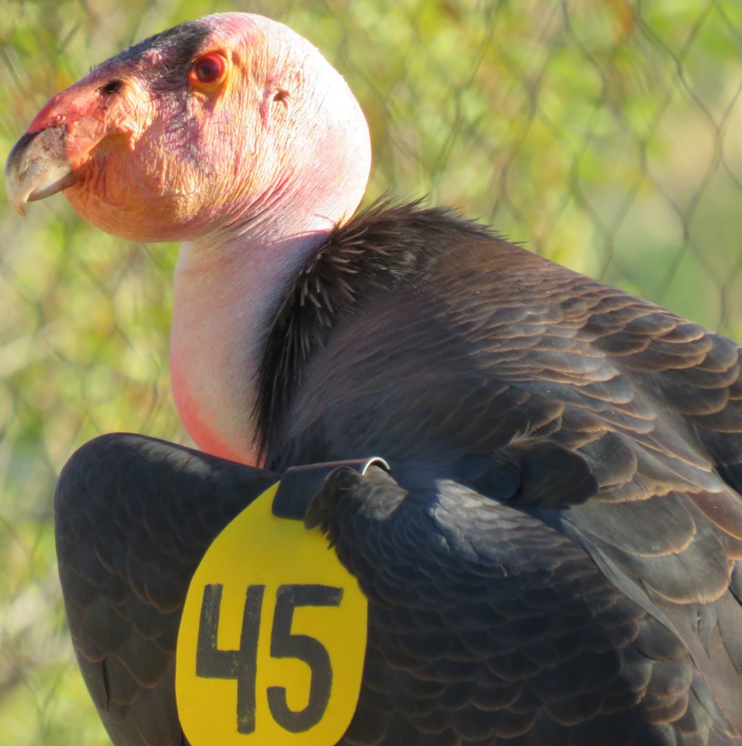 California condor close-up