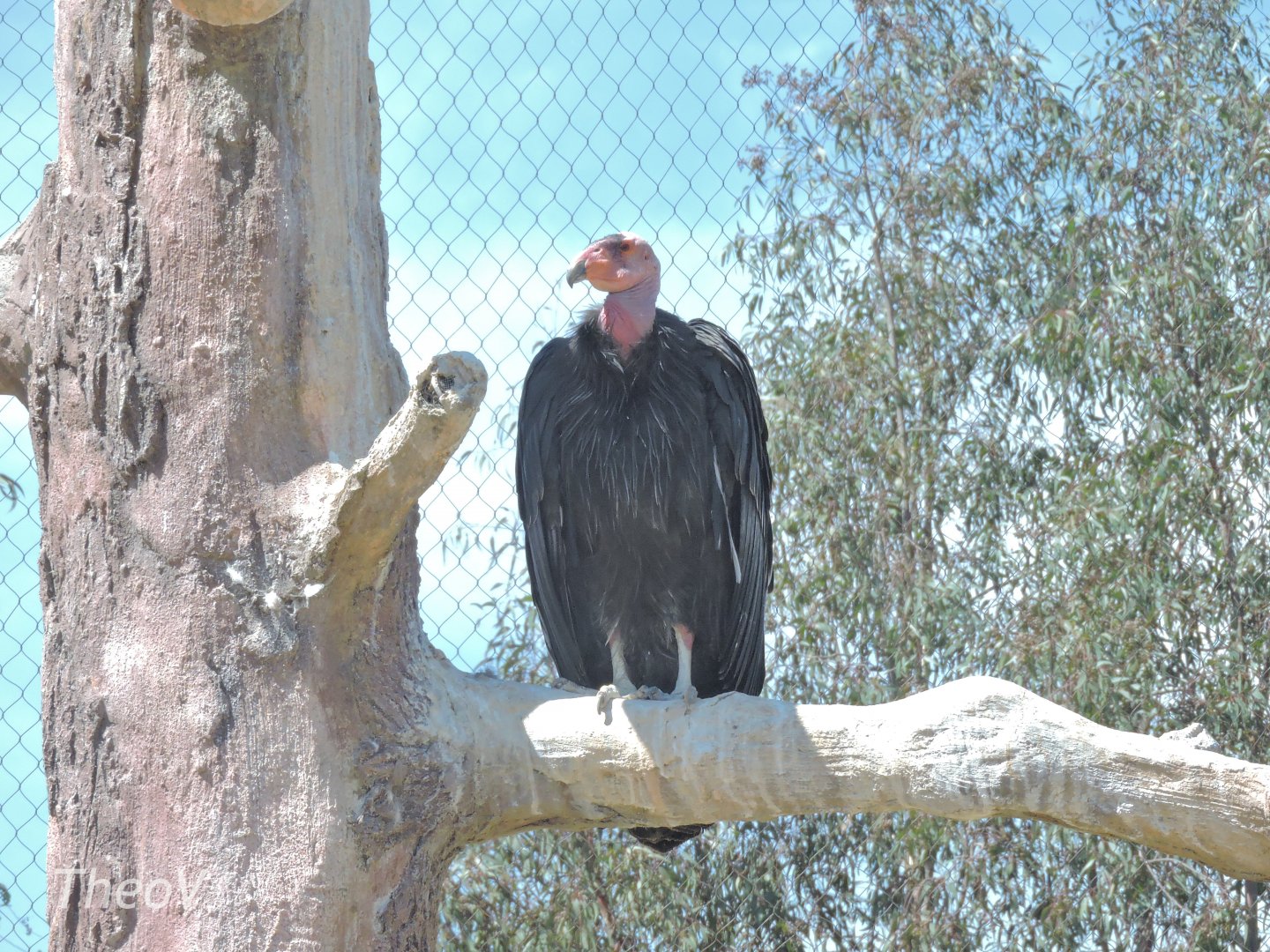 California condor - Elephant Odyssey [2015]