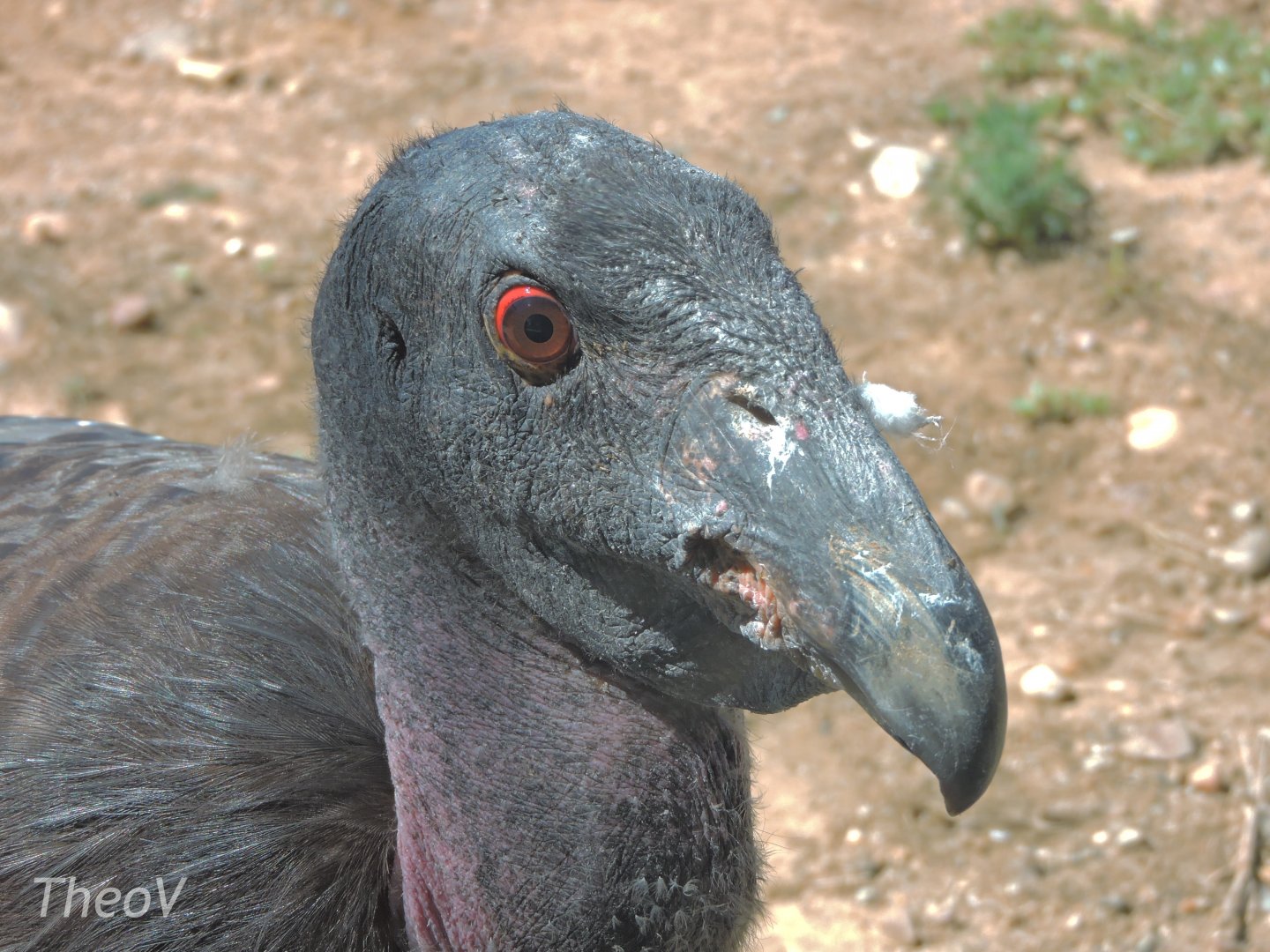 California condor - Elephant Odyssey [2015]