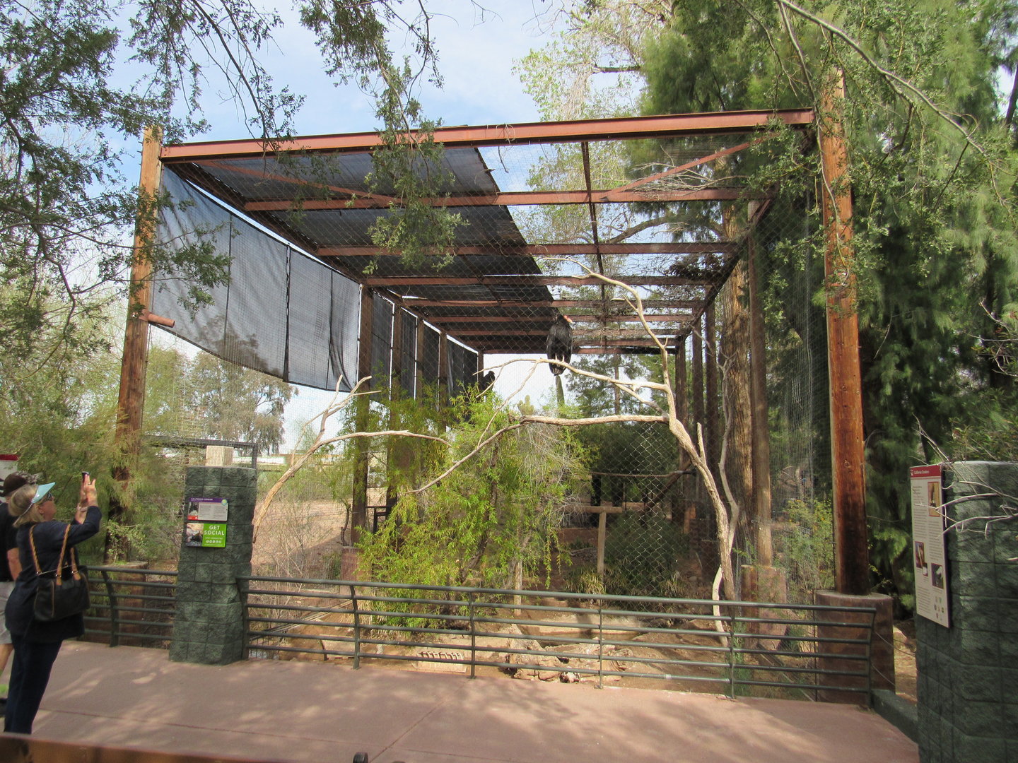 California Condor Exhibit - 3/7/23