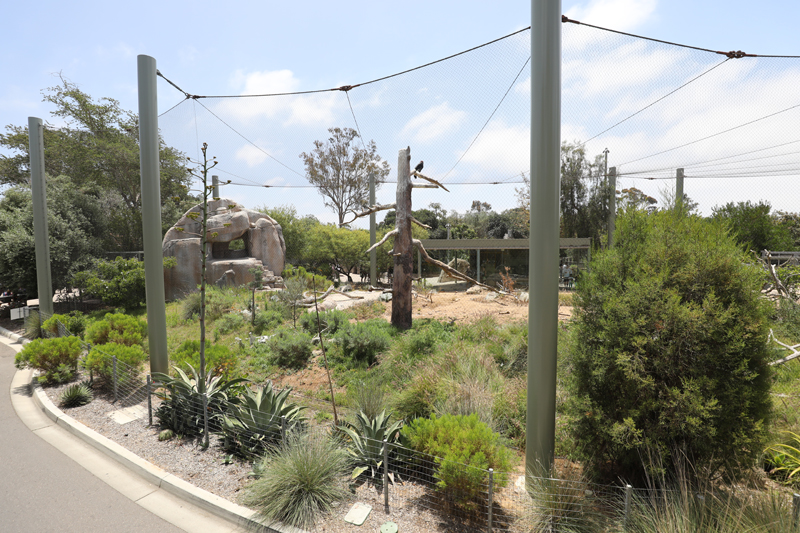 california condor exhibit (from bus)