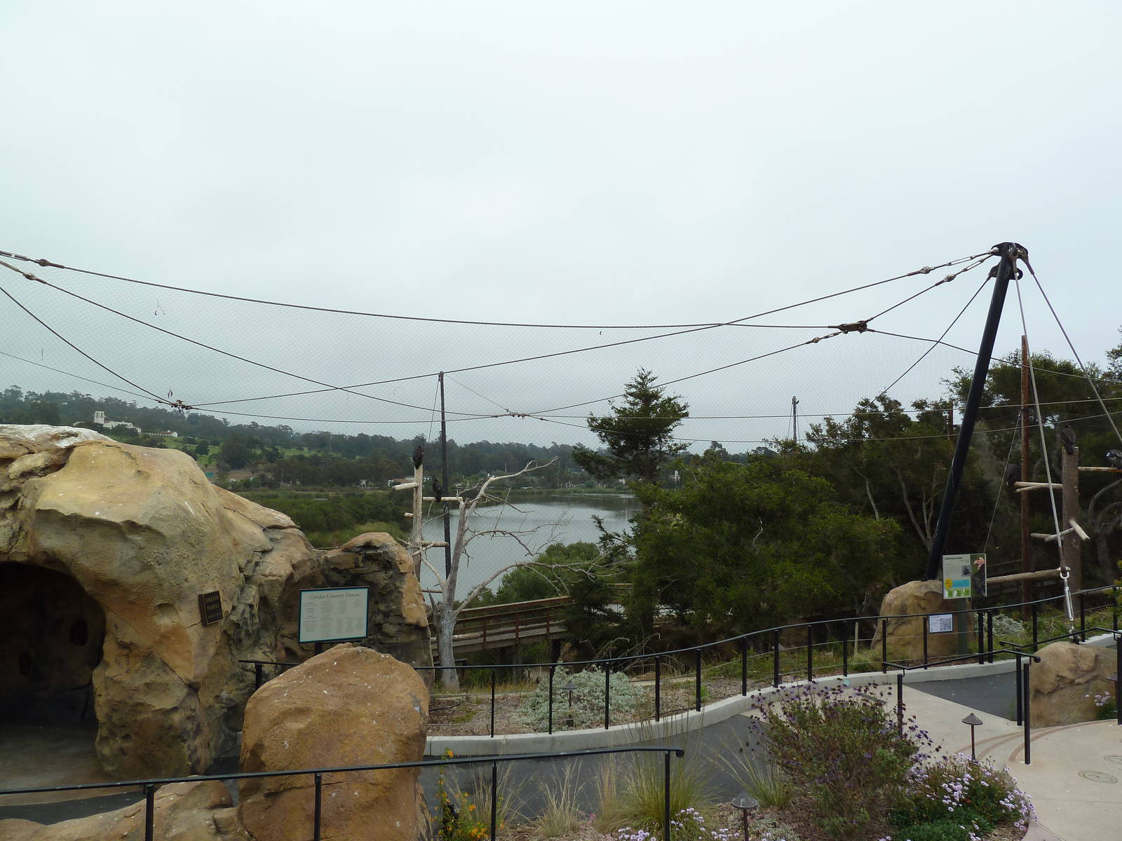California Condor Exhibit